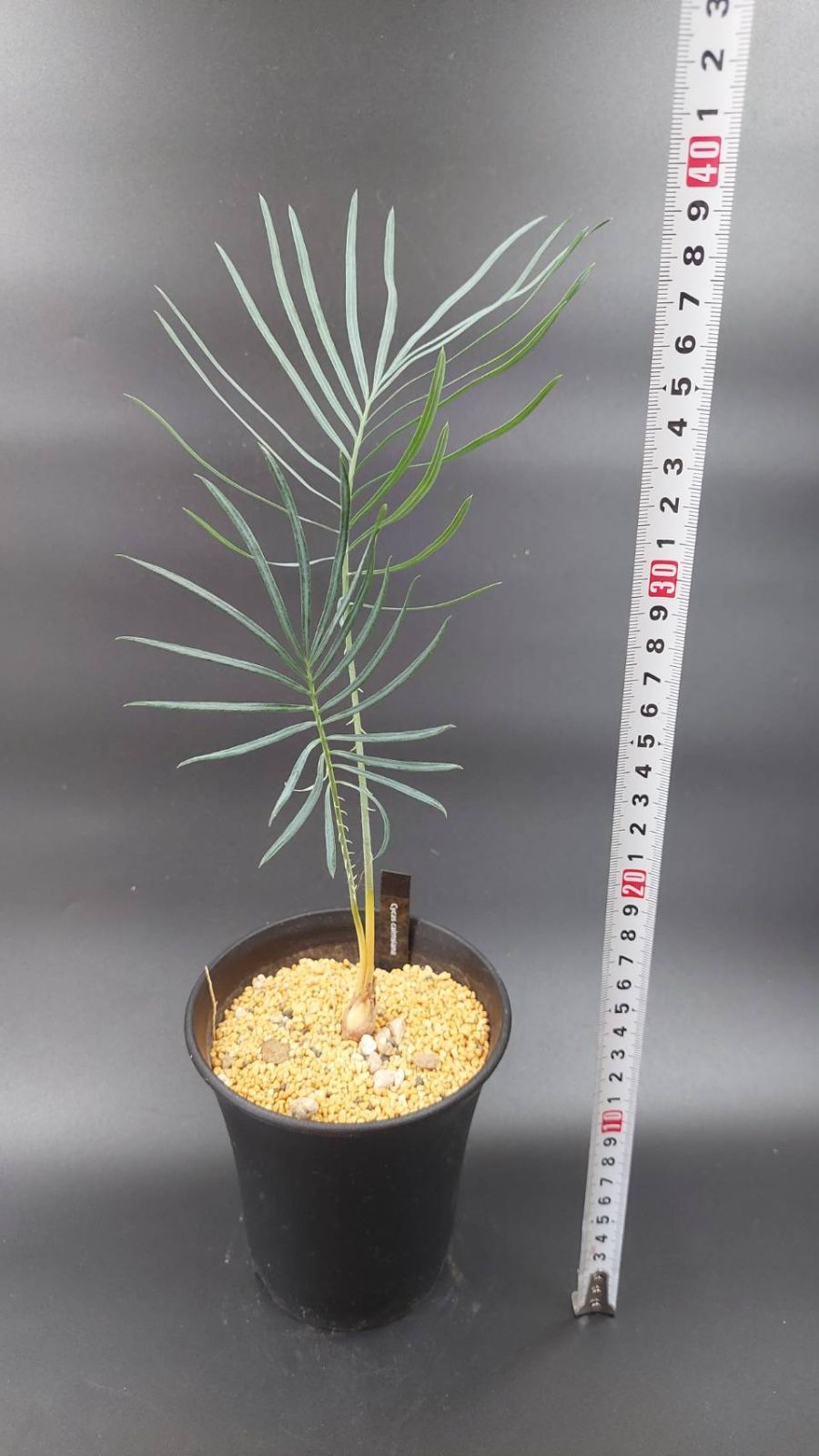 ブルーソテツ　サイカス　カイルンシアナ　① メルカリ便 ブルーソテツ サイカス カイルンシアナ ① メルカリ便