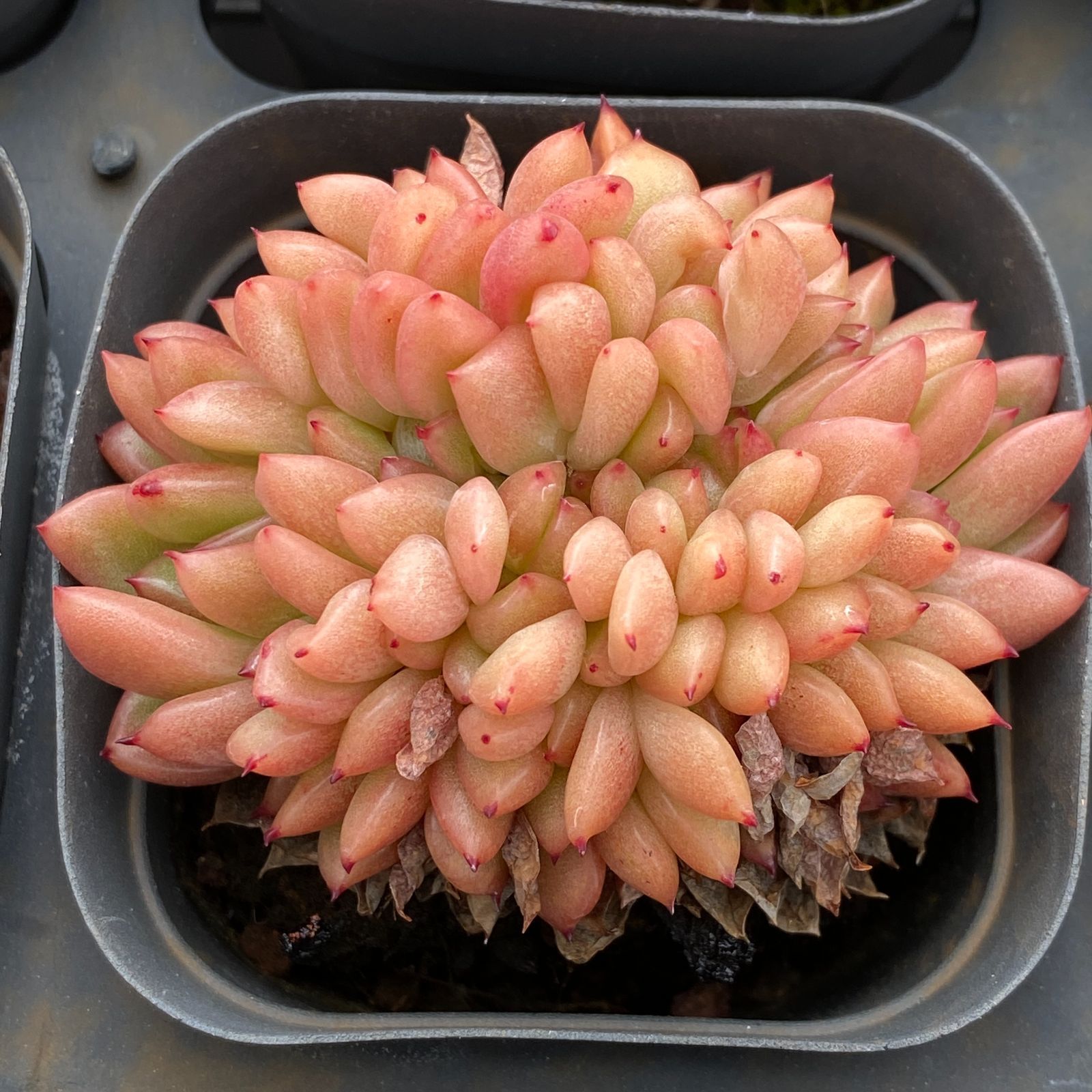 コクオウ 抜き苗