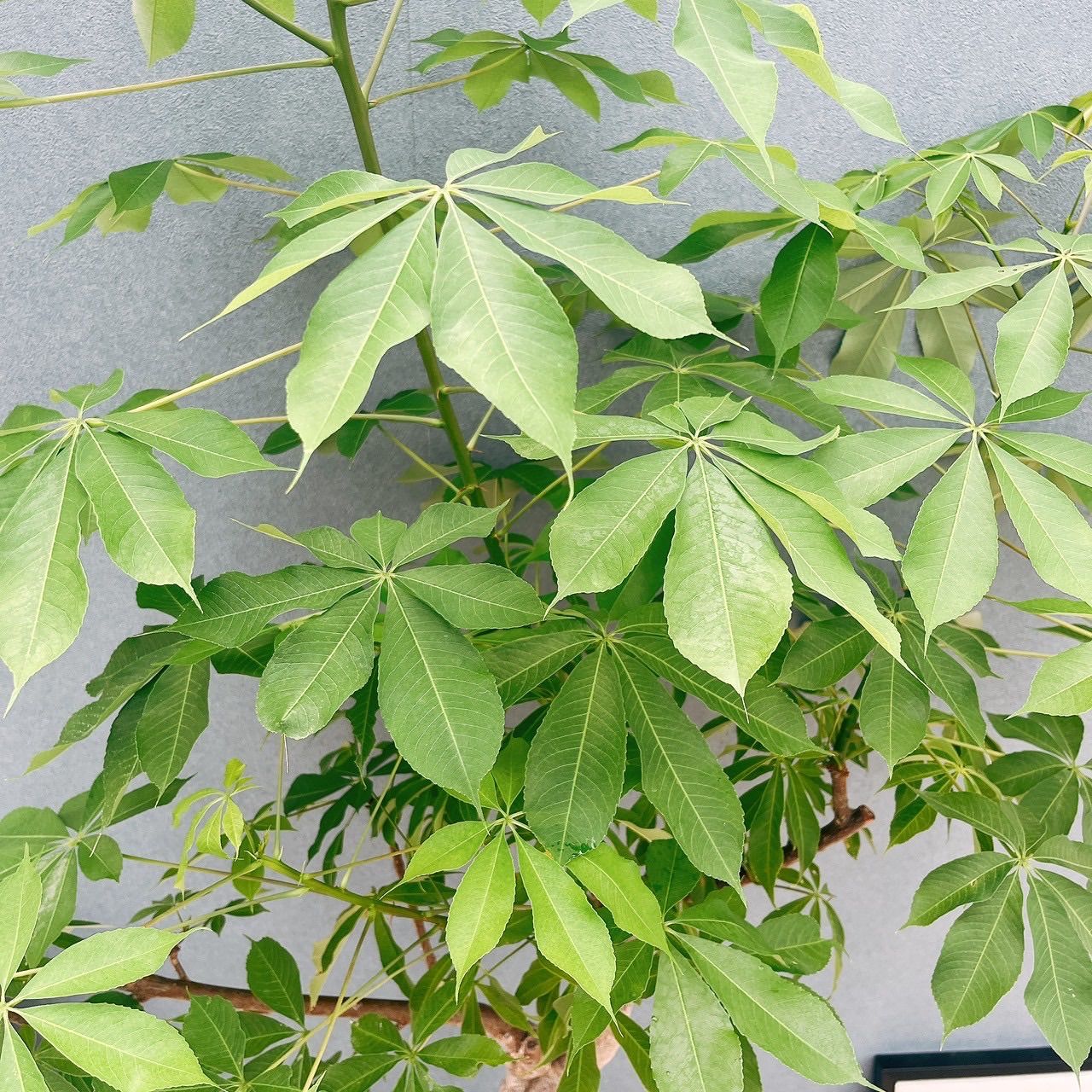 現品］☆珍しい☆ 19番 トックリキワタ 8号 南米桜 観葉植物