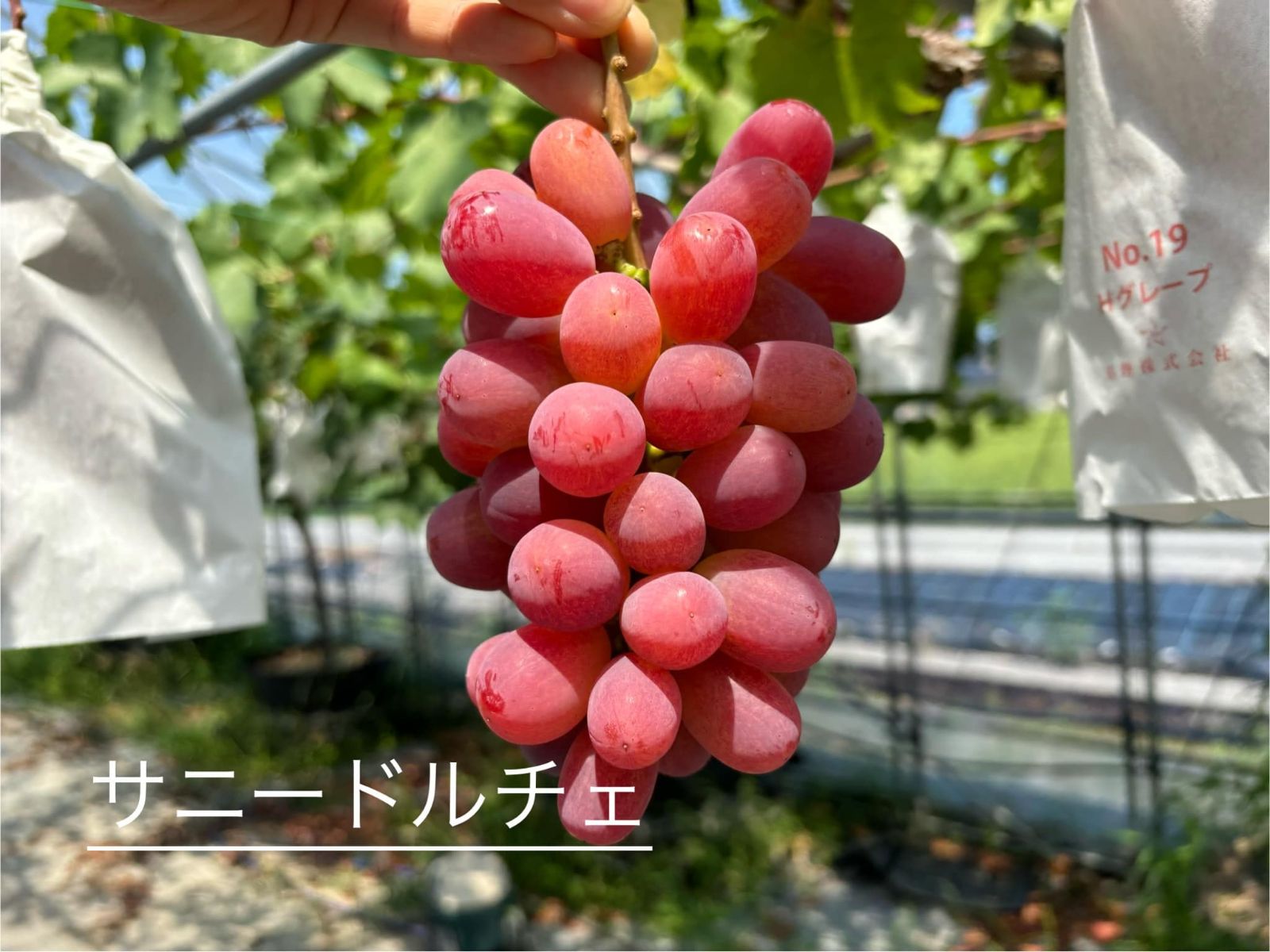 ぶどう サニードルチェ葡萄