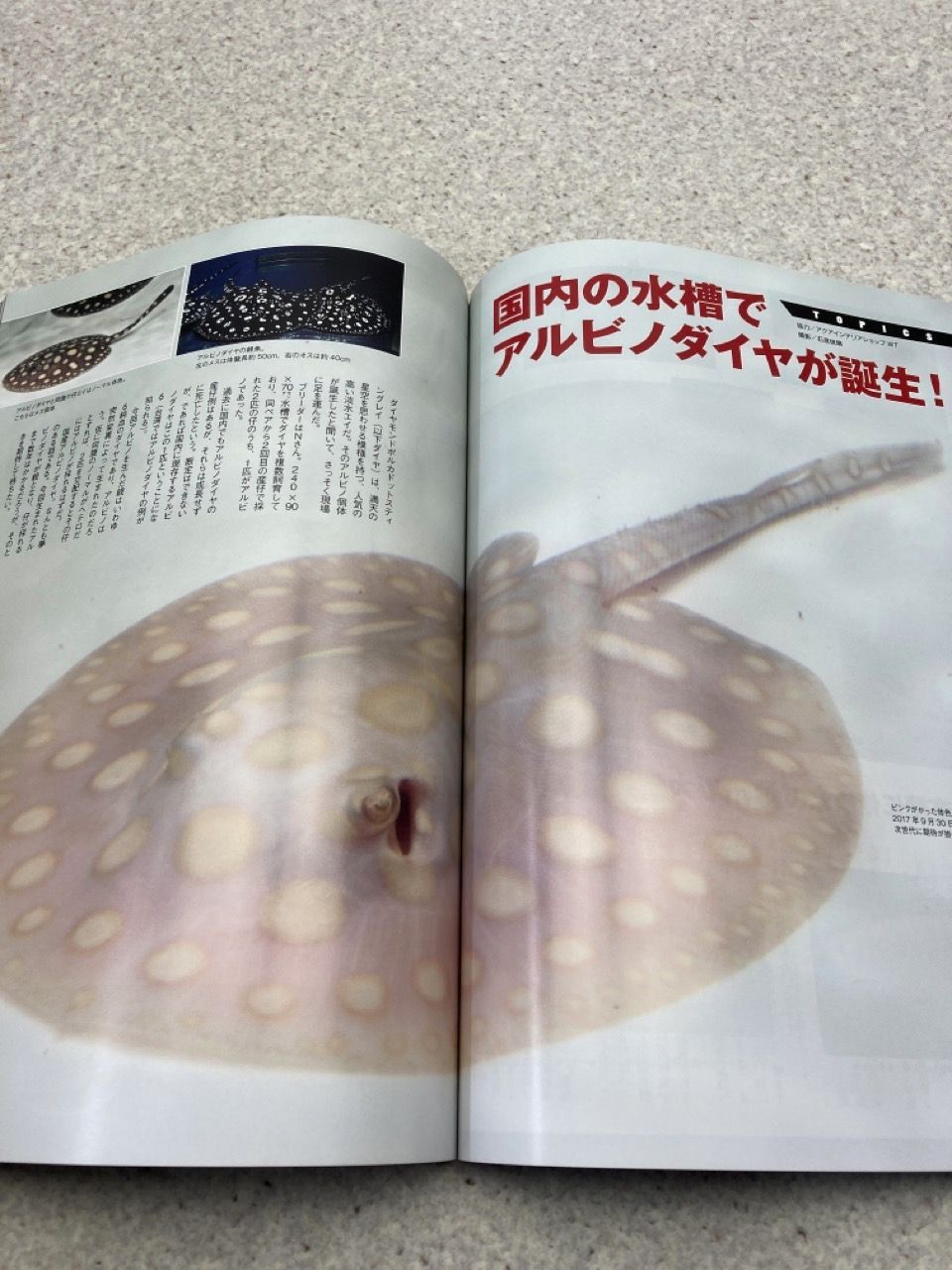 GIGAS ギガス　怪魚飼育マガジン　2018　vol.1 月刊アクアライフ　2018年2月号　増刊