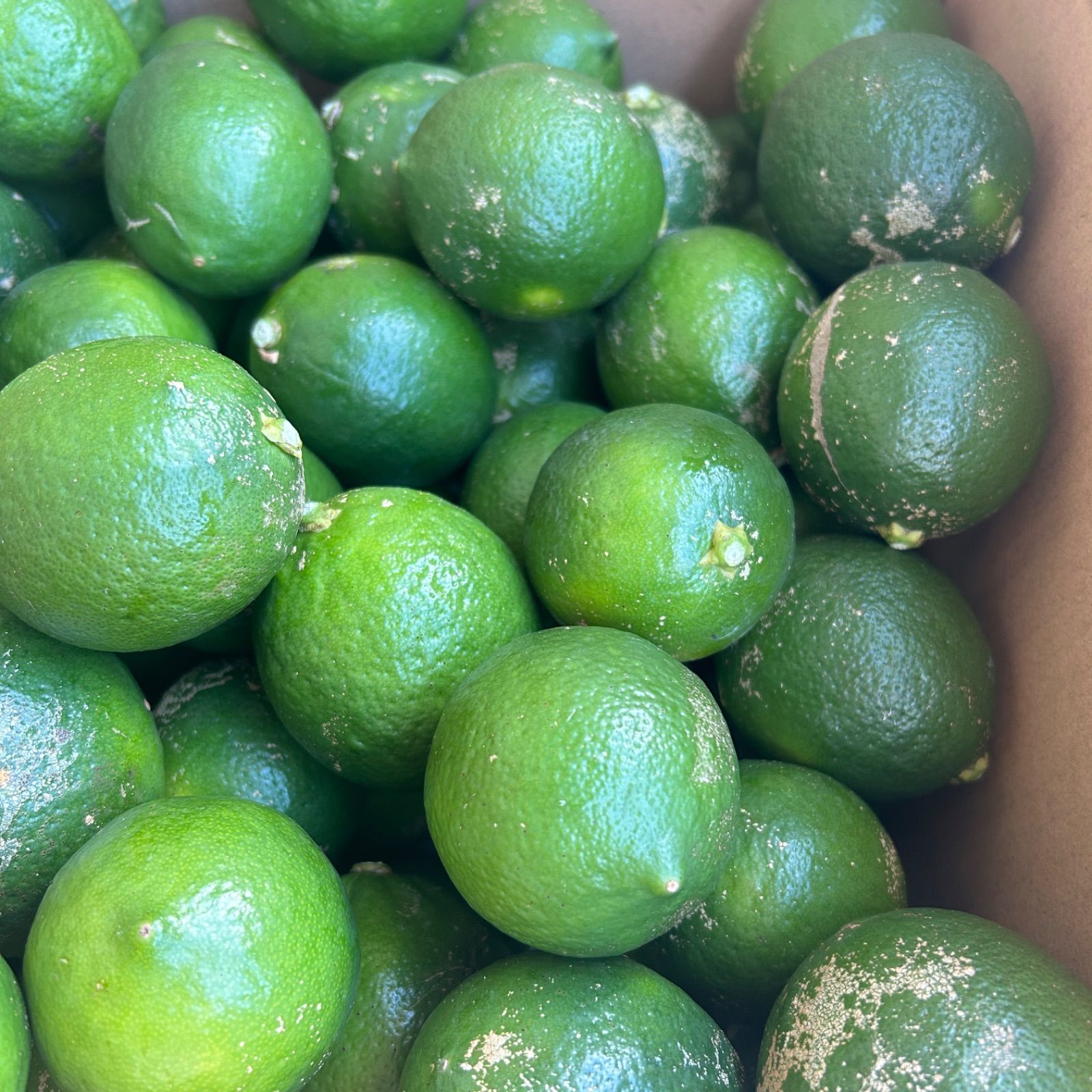 熊本県産 用 家庭用マイヤーレモン 20kg