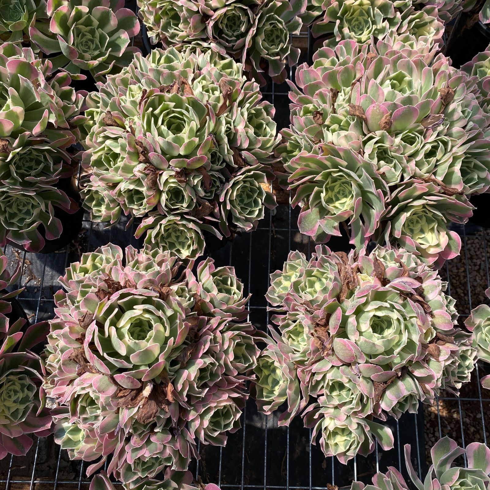 抜き苗 白鳳 ZM1509×16株 ふっくら 多肉植物 エケベリア
