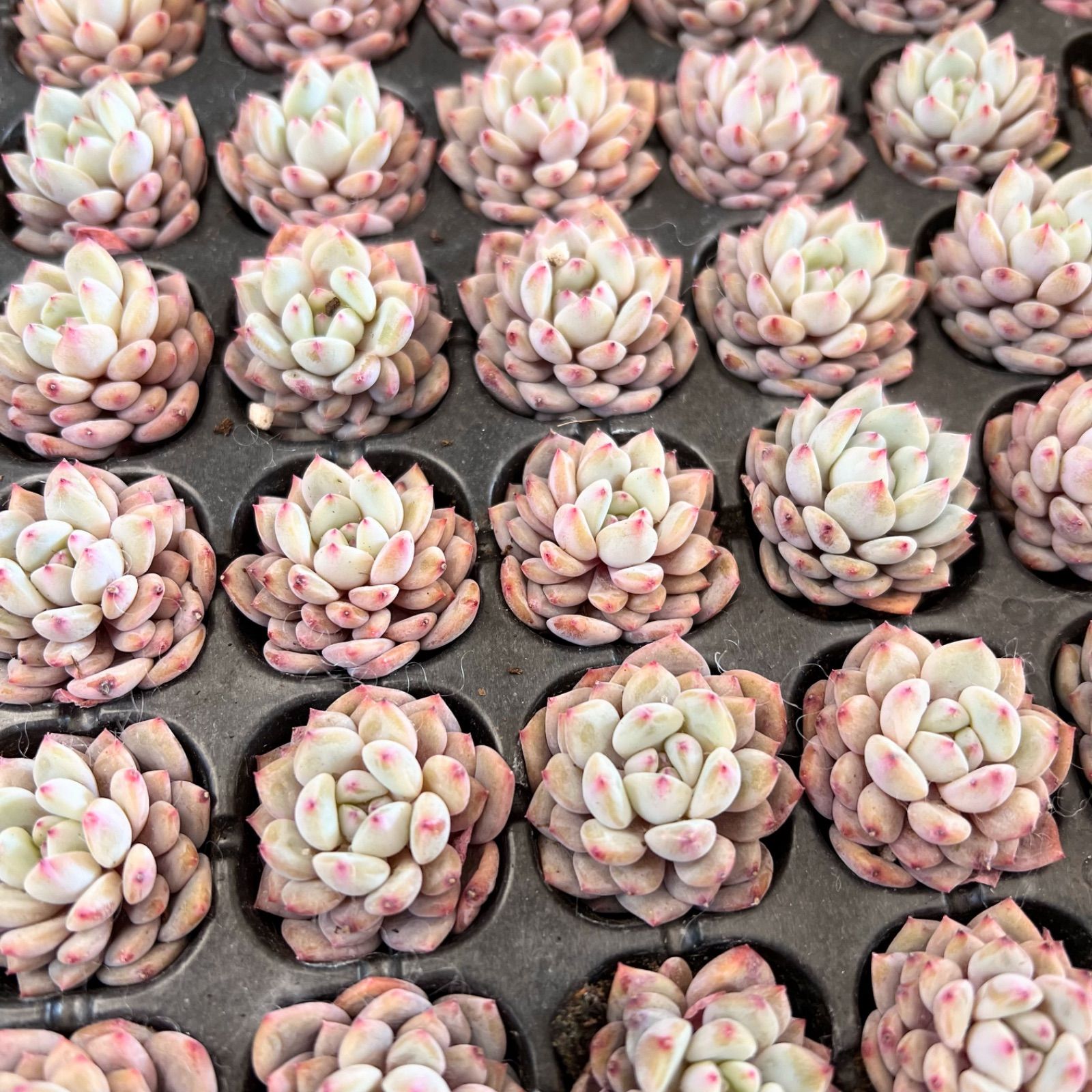 スターオレンジ 10苗セット 多肉植物 エケベリア 抜き苗 - メルカリ