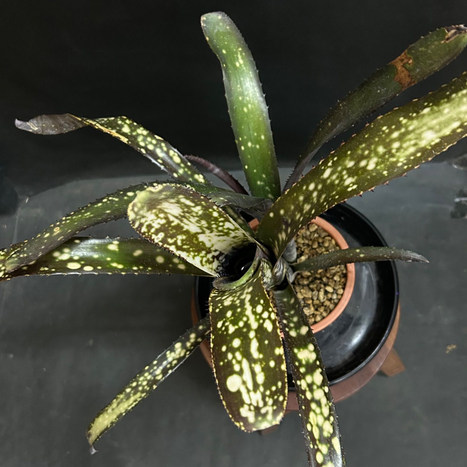 ビルベルギア サングレ 子株付き 2 楽天市場】（観葉植物）ビルベルギア テキーラサンセット 3号（1鉢