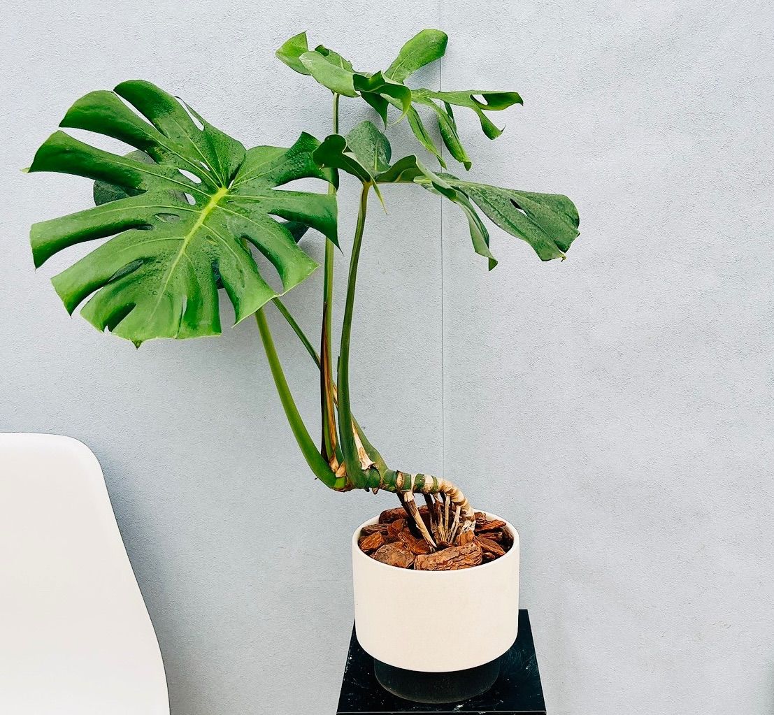 現品 おしゃれ モンステラ 幹立ち 観葉植物 室内 育てやすい ユニーク 根上り 陶器鉢皿付き