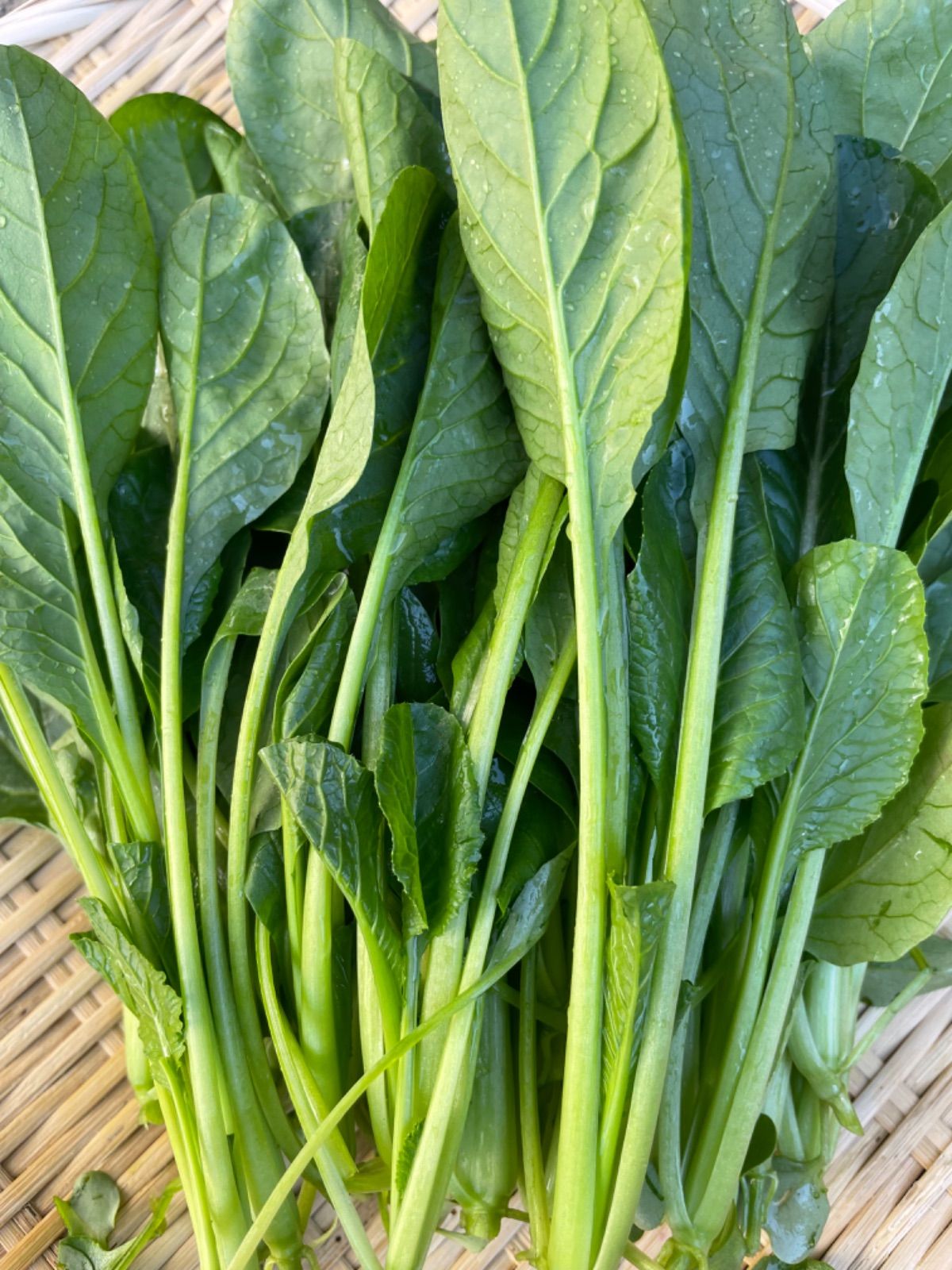 9種類‼️お買い得‼️野菜詰め合わせセット‼️１００サイズ‼️もものすけ入り‼️