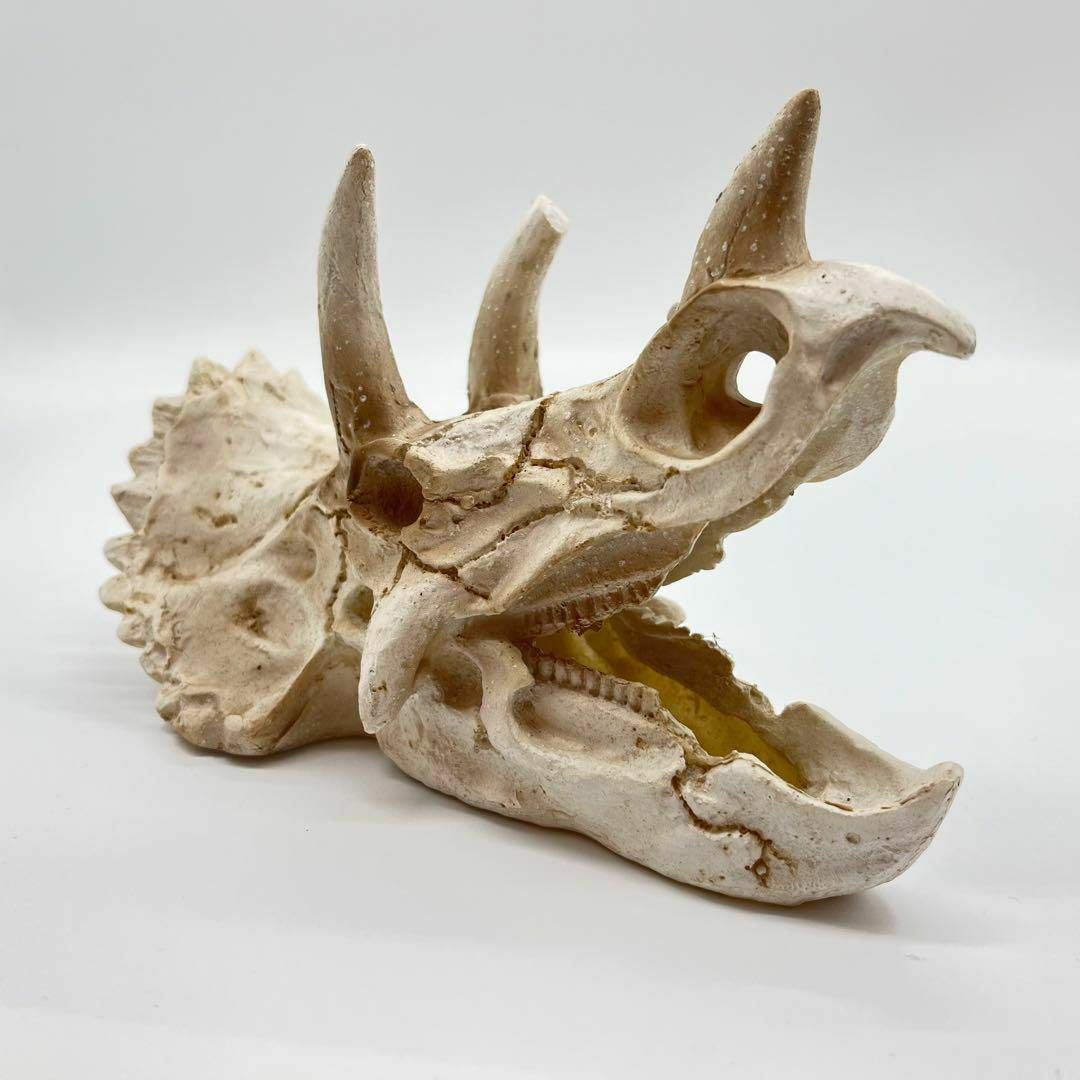 トリケラトプス 頭骸骨 レプリカ インテリア 恐竜の化石 オブジェ 牙