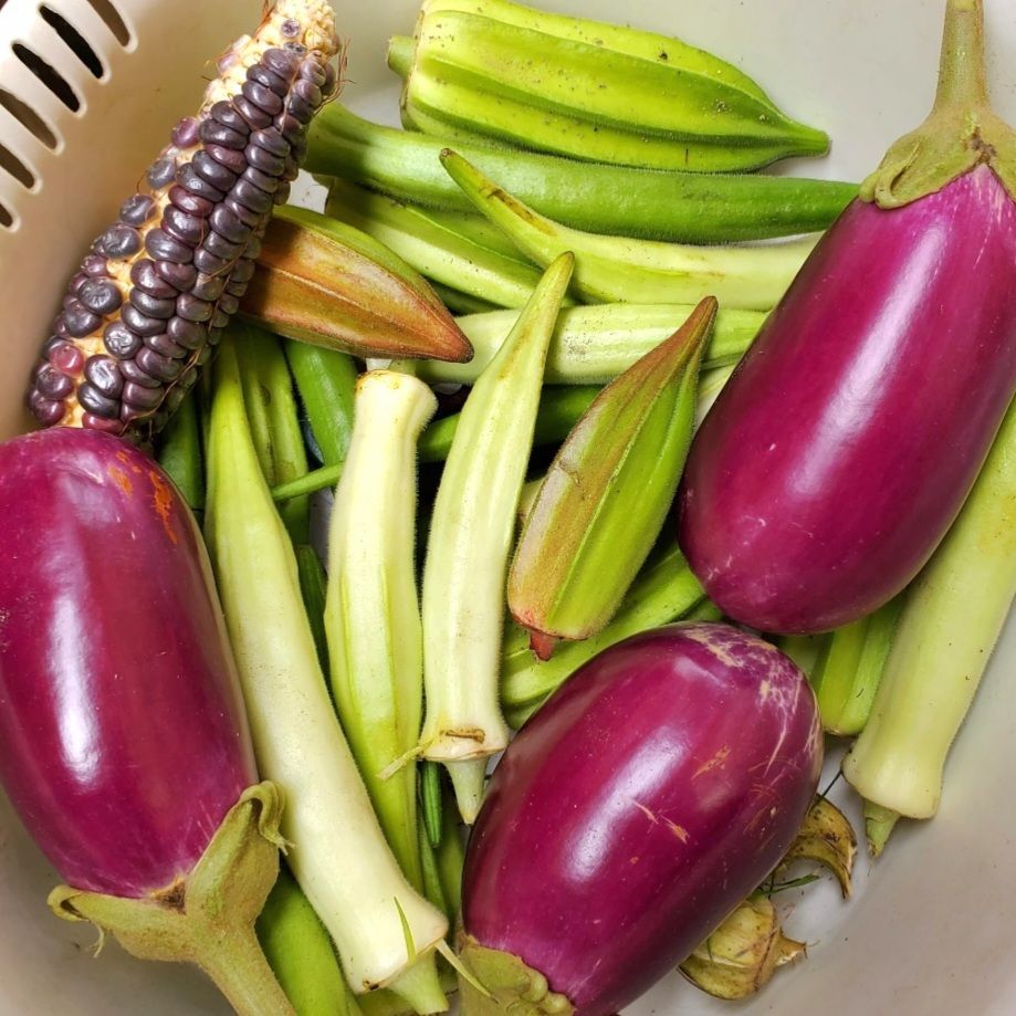 モランガかぼちゃの種(固定種Moranga) - メルカリ