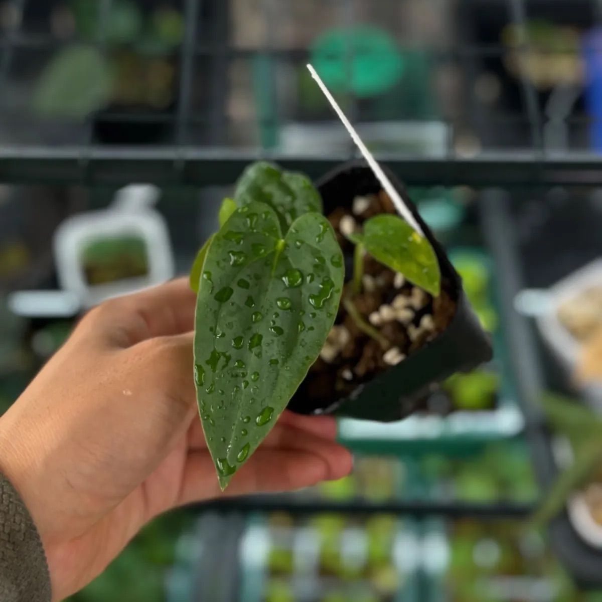 Anthuroom】Anthurium papillilaminum 'Fortsherman' x 'Red dark