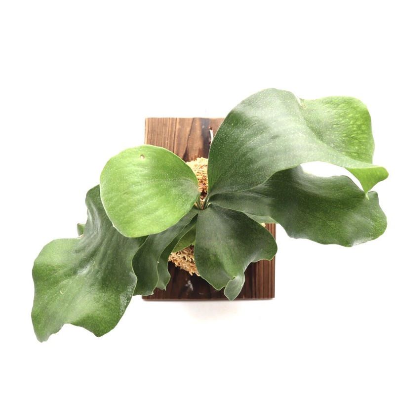 144ビカクシダ ヒリードラゴンP. hilliicv.Dragonコウモリラン - メルカリ