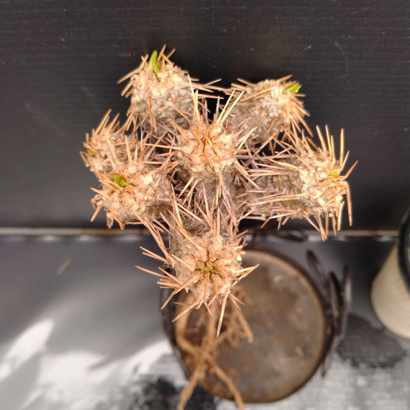 柿本様　抜き苗ご希望　ギラウミニアナ V204【最新到着】 Euphorbia ギラウミニアナ（S）（現地球・抜き