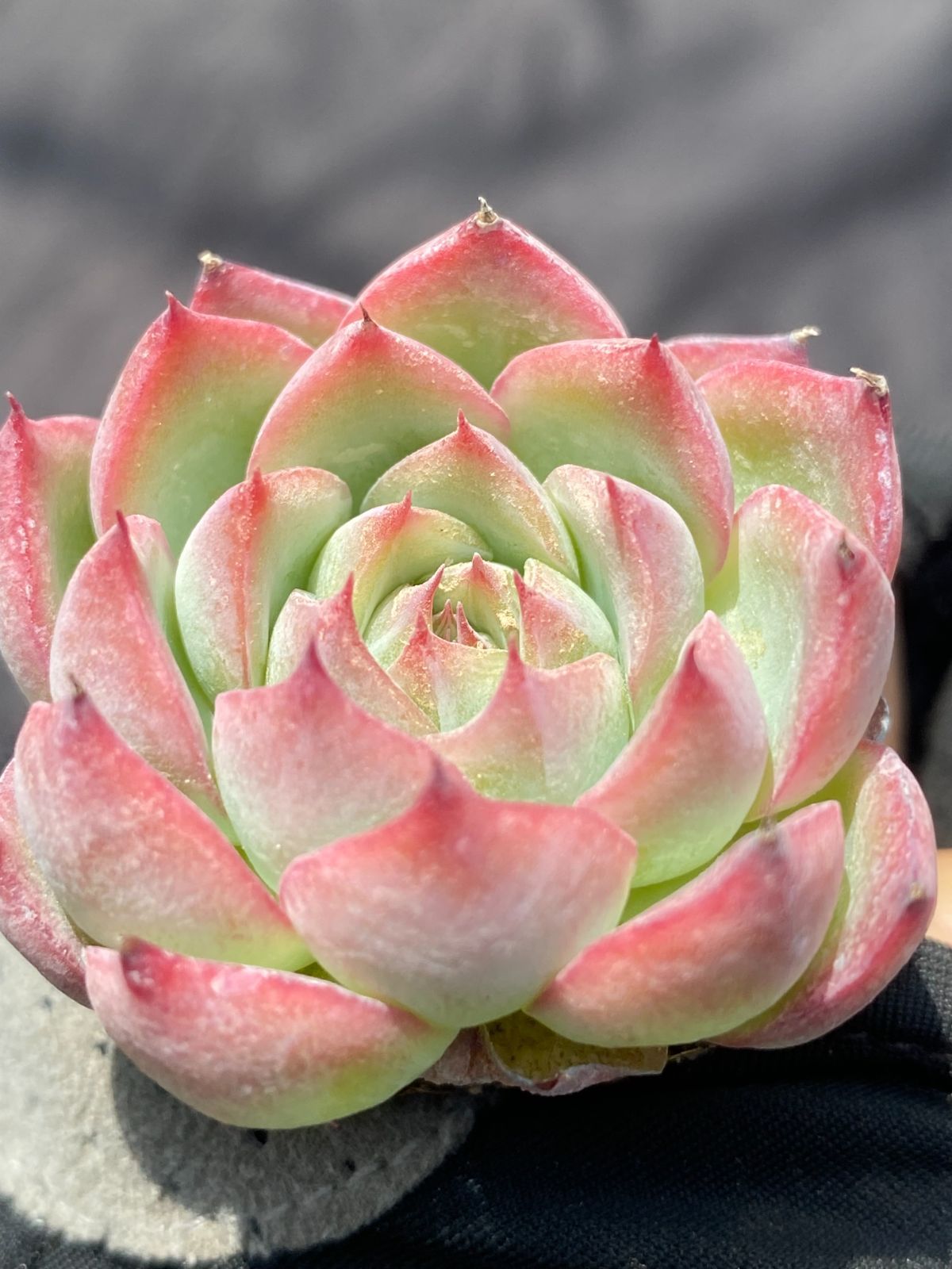 韓国苗 エケベリア おまかせ5種類セット 多肉植物 S〜Mサイズ カット苗