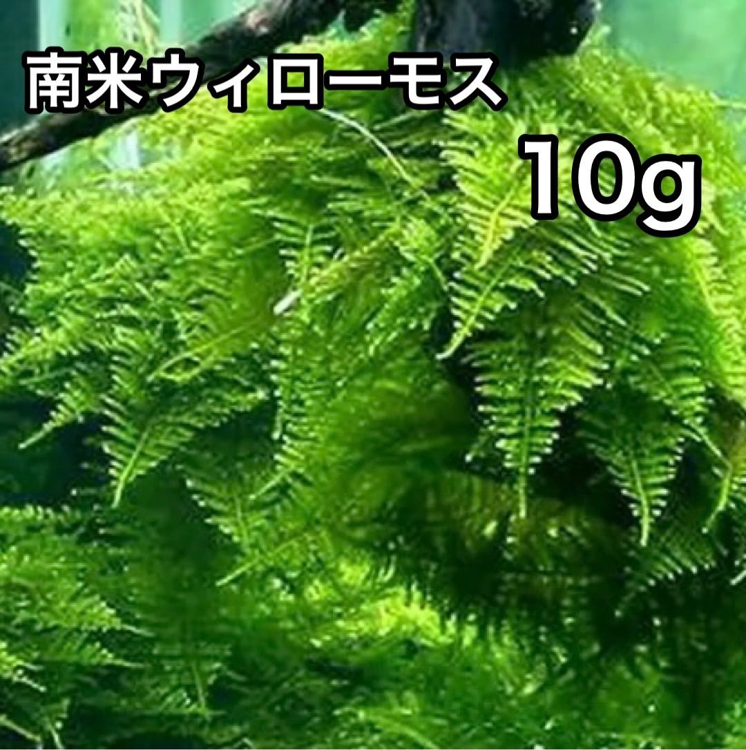 南米ウィローモス 10g - 水草