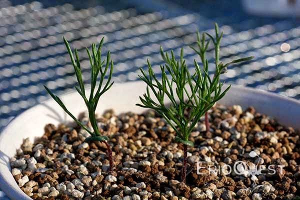 【早い者勝ち★発根済み】　リオスペルマム ケルビコルネ ケープバルブ　76 早い者勝ち☆発根済み】 リオスペルマム ケルビコルネ ケープバルブ 76