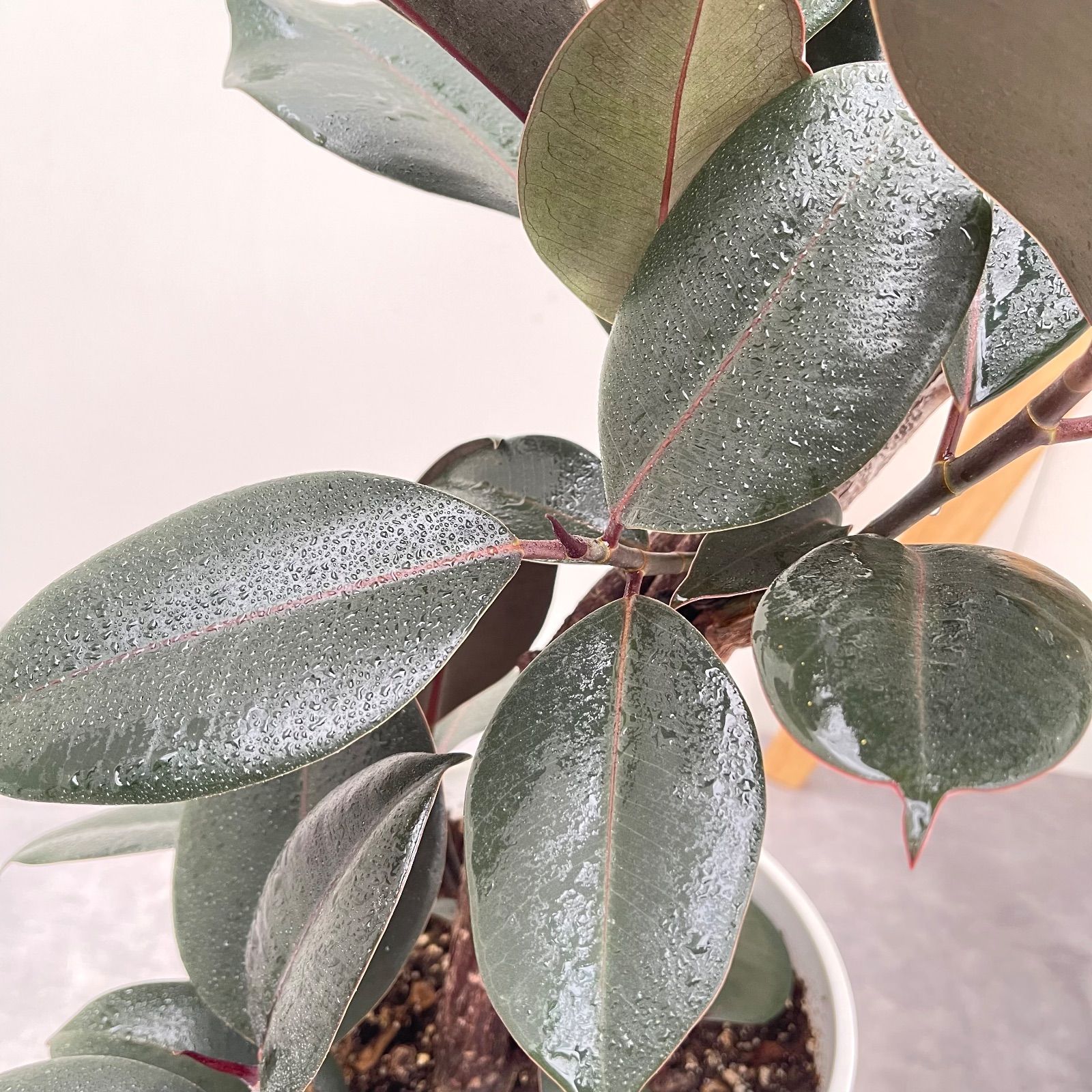 フィカス バーガンディ