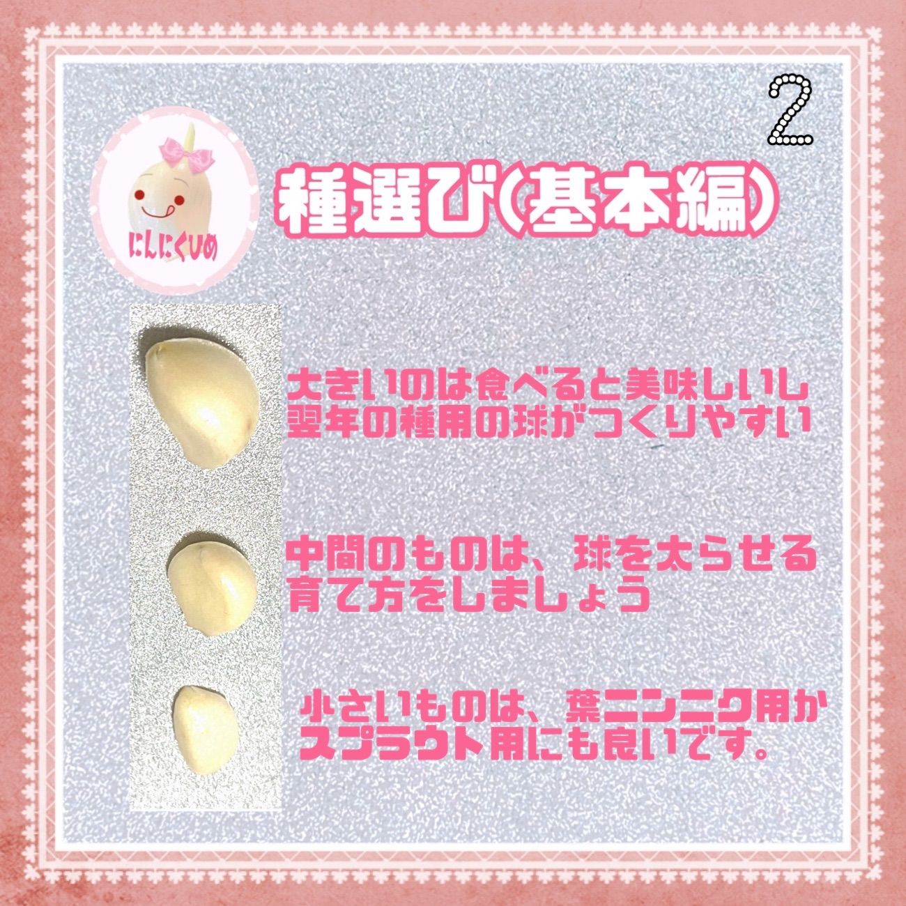 珠むらさき 3球 にんにく 紫種 バラシてネコポス 即日出荷