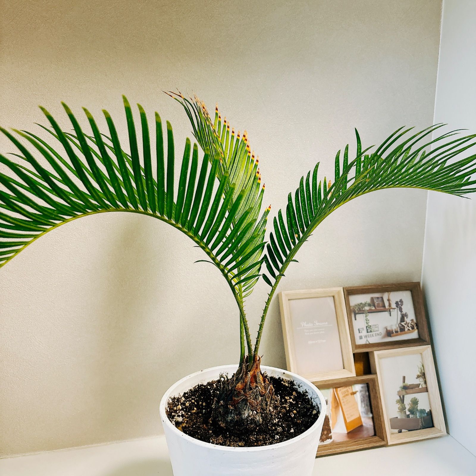 蘇轍 鉢無し ソテツ観葉植物 やかましい