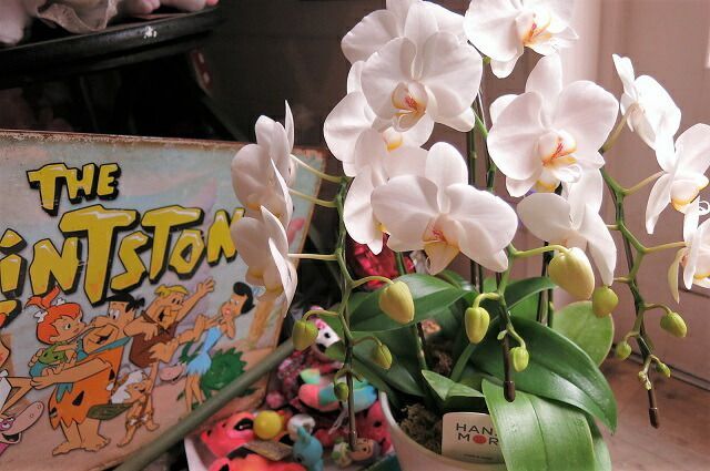 かわいい胡蝶蘭 花言葉は幸福が飛んでくる♪