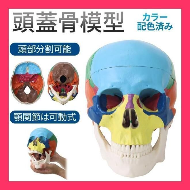 ☆売れ筋☆ 頭蓋骨 模型 カラー 分解 歯科 耳鼻科 眼科 頭蓋骨