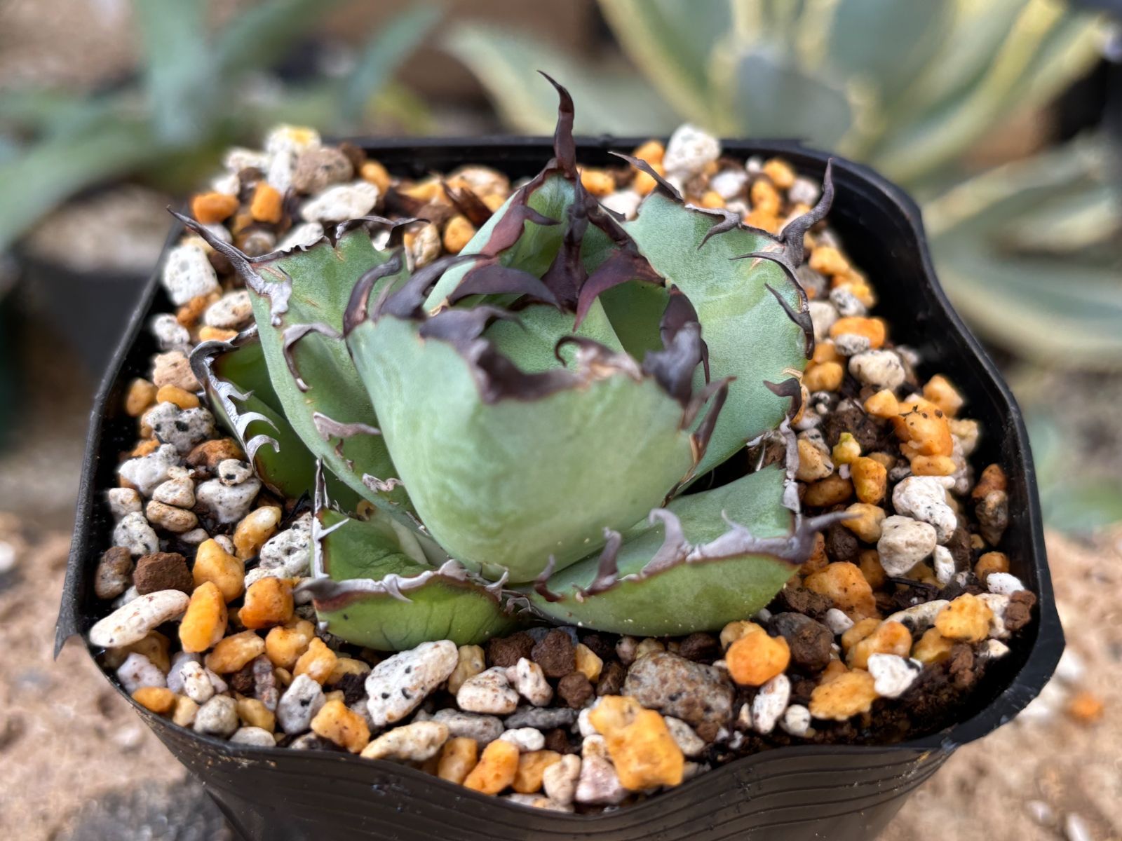 厳選育成株】アガベ チタノタ 黒鯨 【公式通販】 アガベ チタノタ 黒鯨