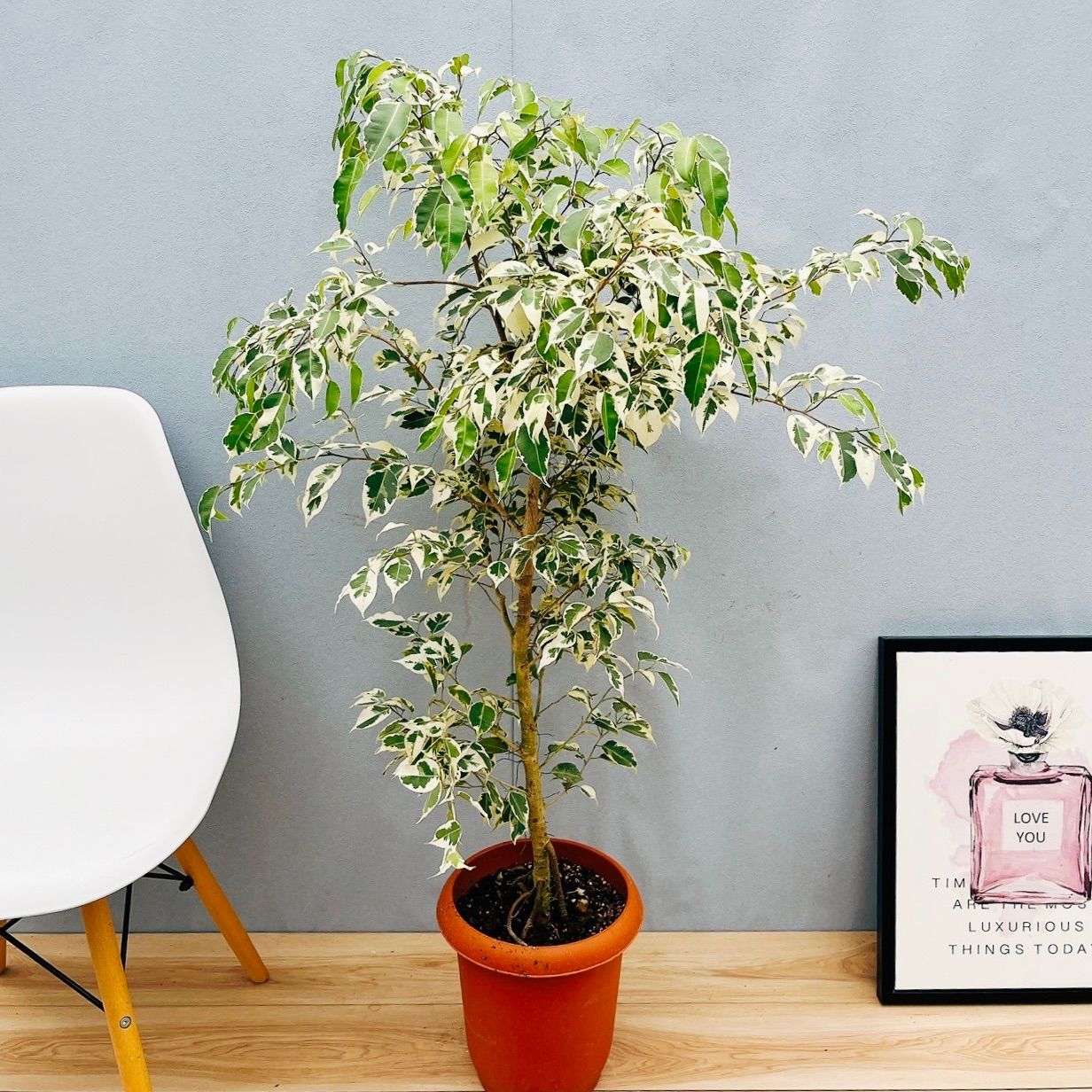 現品］24番 フィカス ベンジャミン スターライト 8号 観葉植物 大型