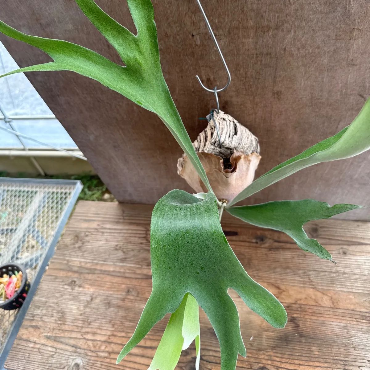 ☆コウモリラン ビフルカツム ① 現品 Platycerium bifurcatum 