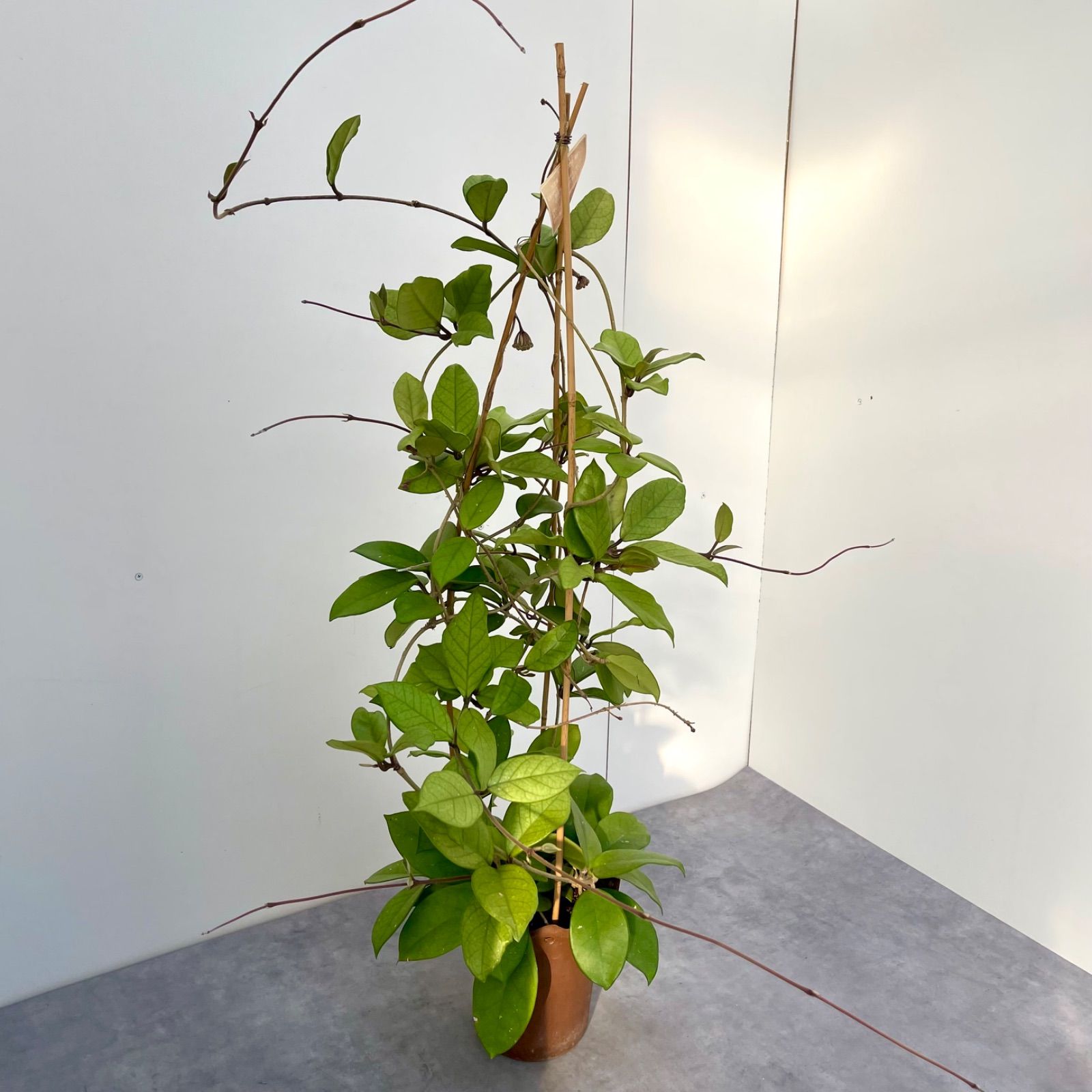 現品 観葉植物