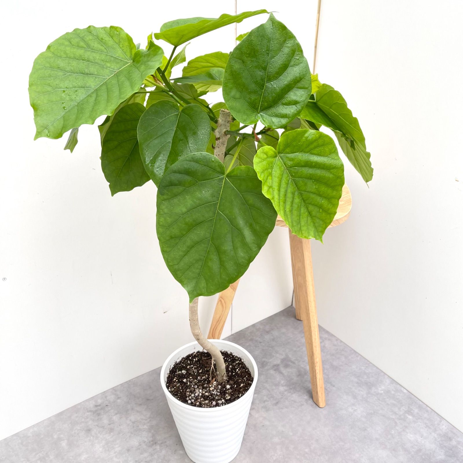 現品］法人価格 7番 フィカス ウンベラータ 曲がり 8号 室内 大型