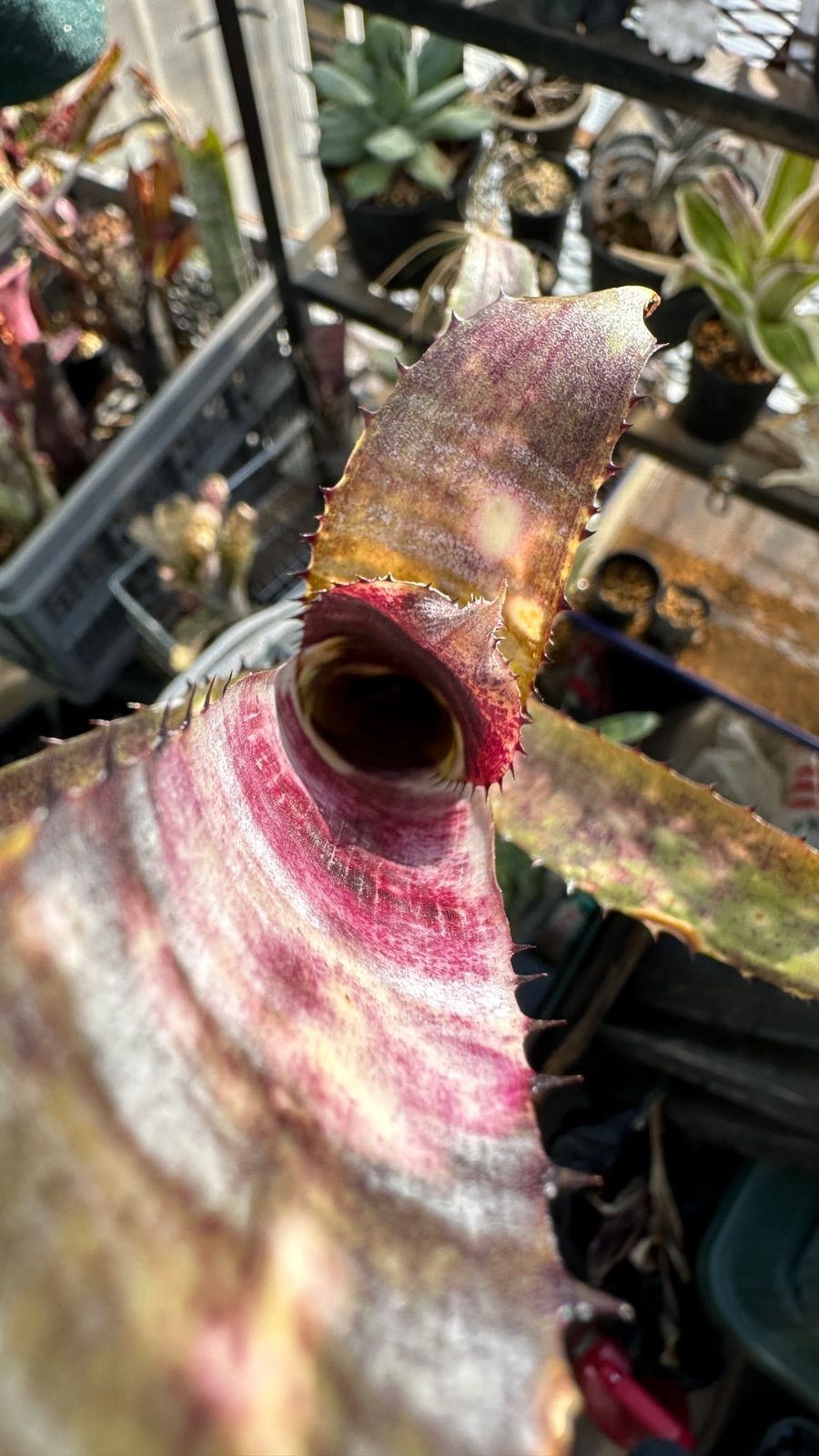 Billbergia 'Pipeline' Billbergia 'Pipeline' (開花株)〔ビルベルギア