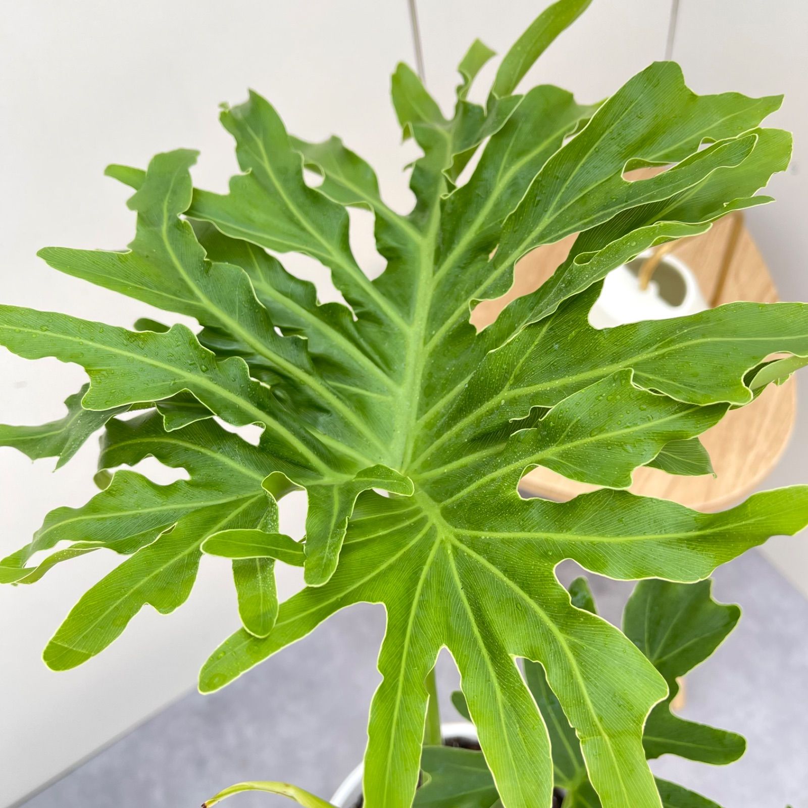 フィロデンドロン セローム 根上がり 2【現品】観葉植物 室内 6号