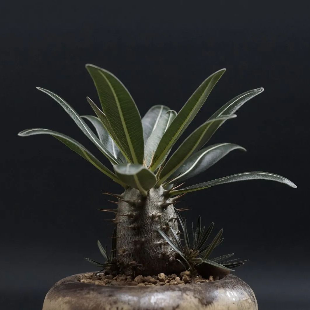 Pachypodium Gracilius パキポディウム グラキリス 管理2405