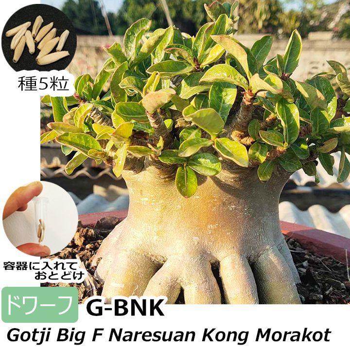 アデニウム ドワーフ 種子 5粒 g-bnk 塊根植物 アラビカム