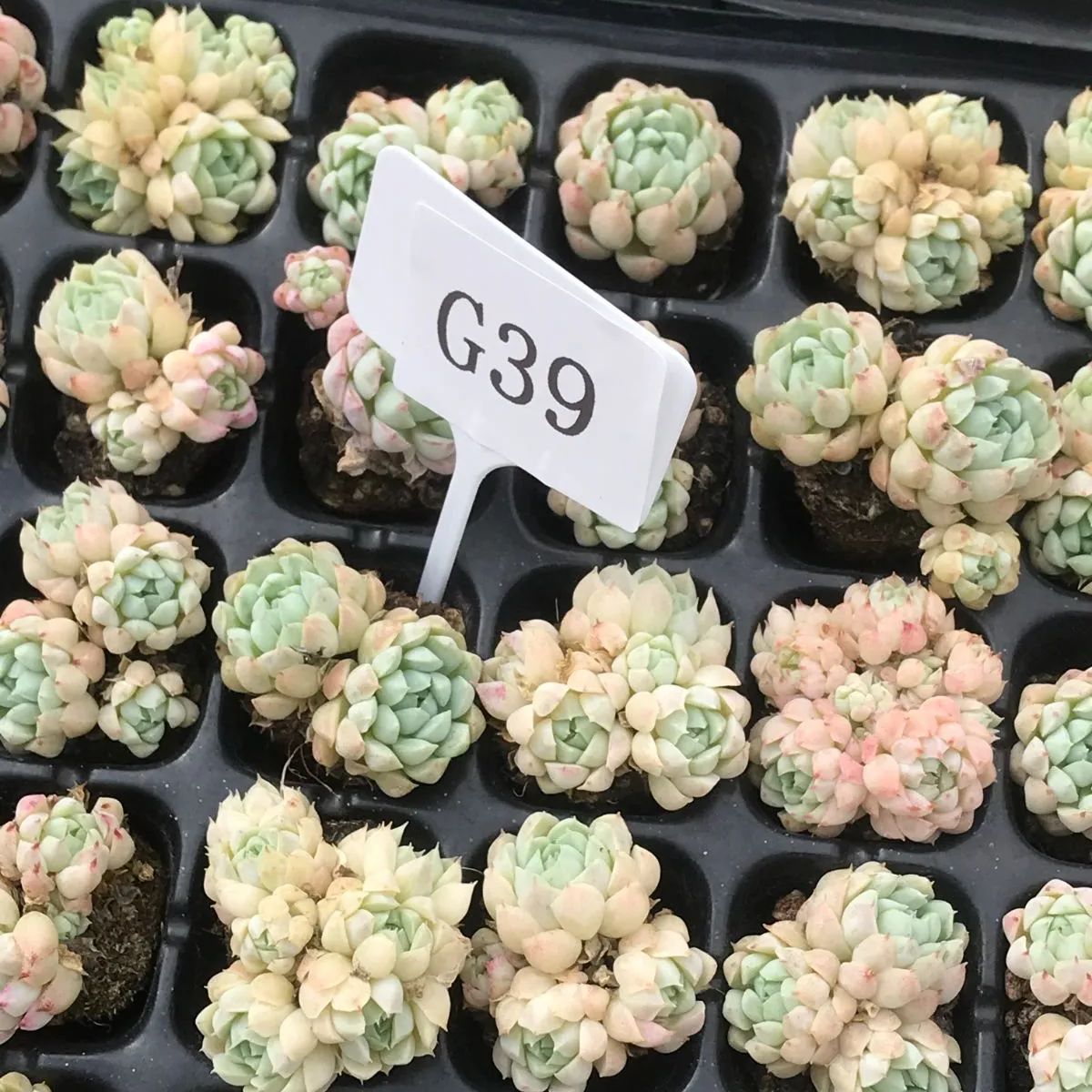 105株 G40-5 多肉植物 エケベリア白露 サボテン 観葉植物 花 105株 G40-5 多肉植物 エケベリア白露 サボテン 観葉植物 花