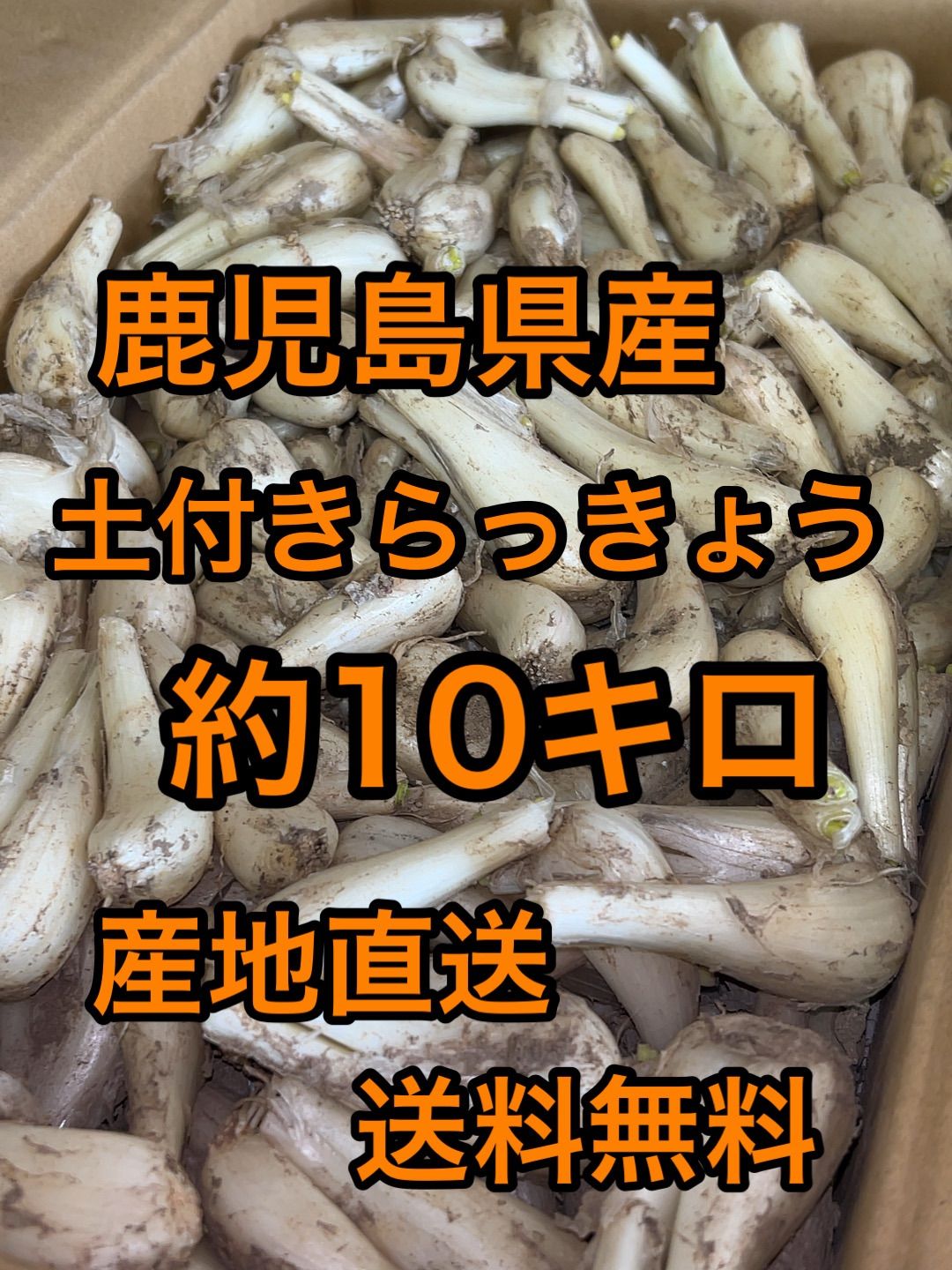 鹿児島県産 土付きらっきょう 約10キロ d 多い