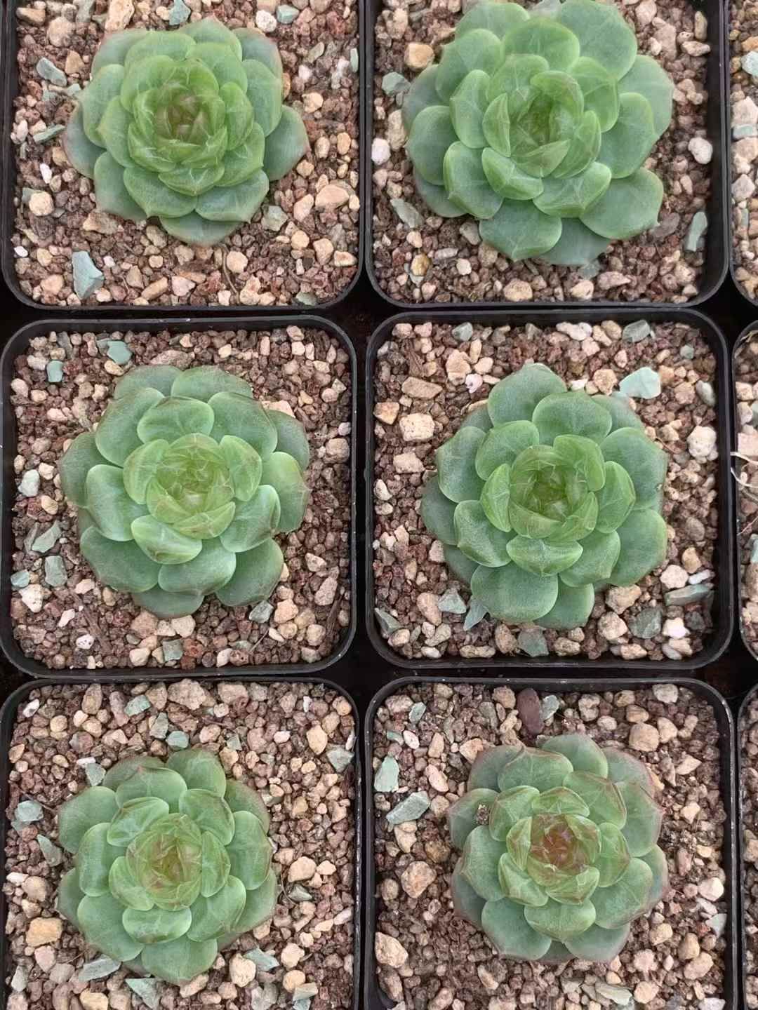 グリーンジェニー