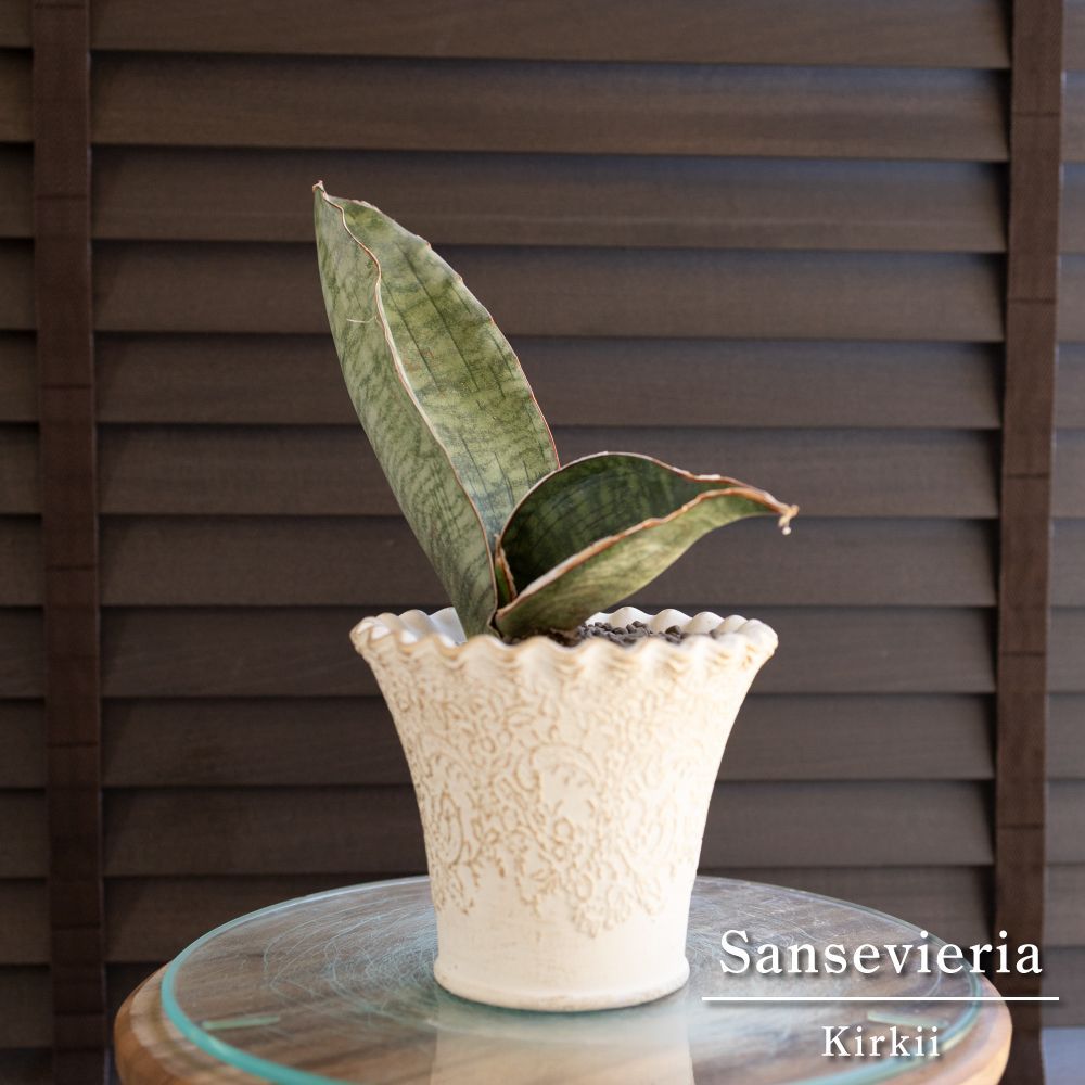サンセベリア キルキー Sansevieria kirkii シルバーブルー 5号陶器鉢 観葉植物 サンスベリア 0426WH
