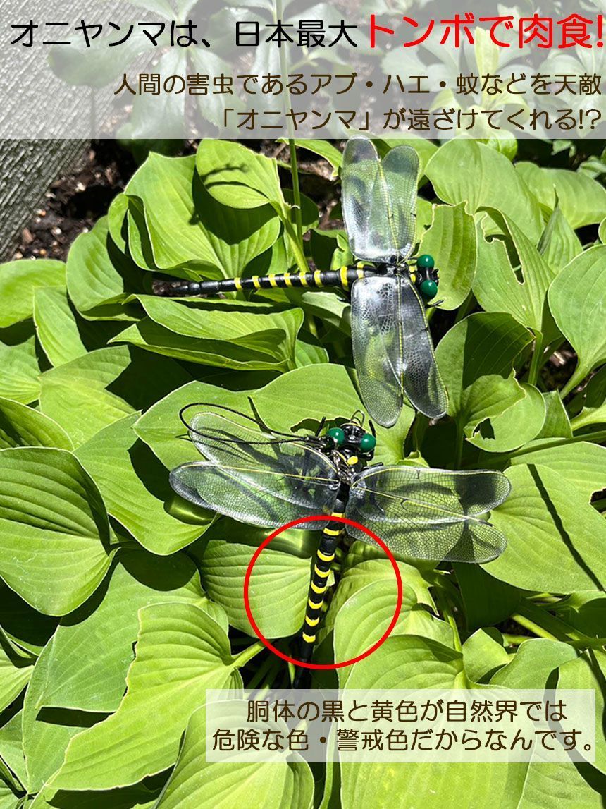 帽子電池不要 薬品なし