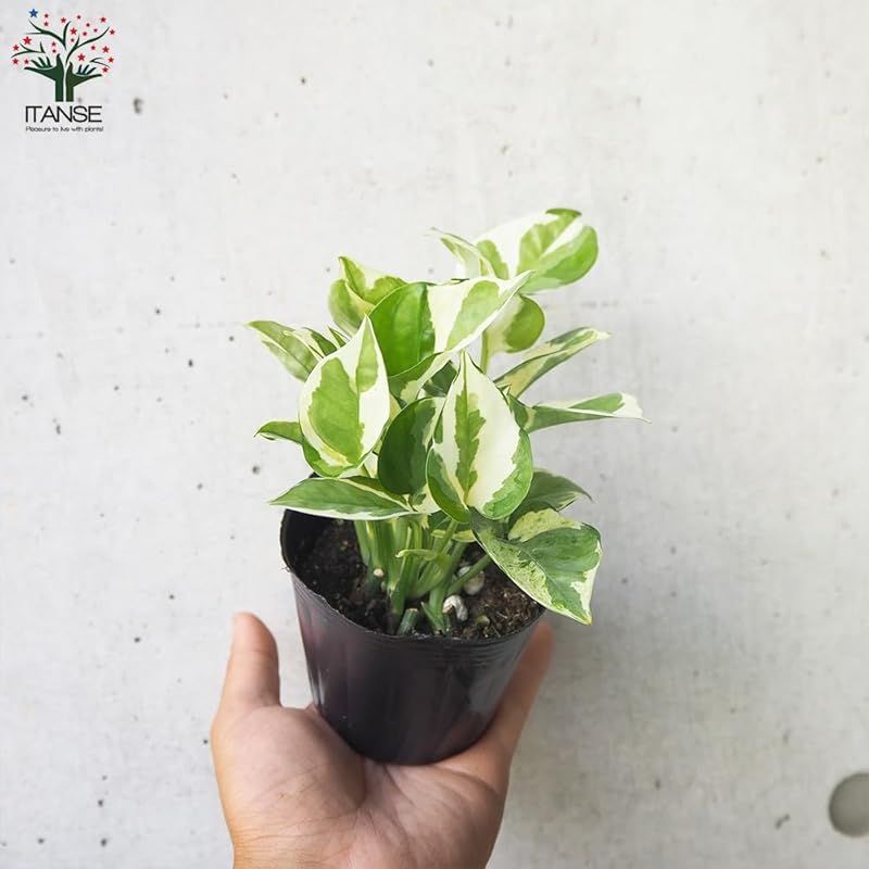 ポトス エンジョイ