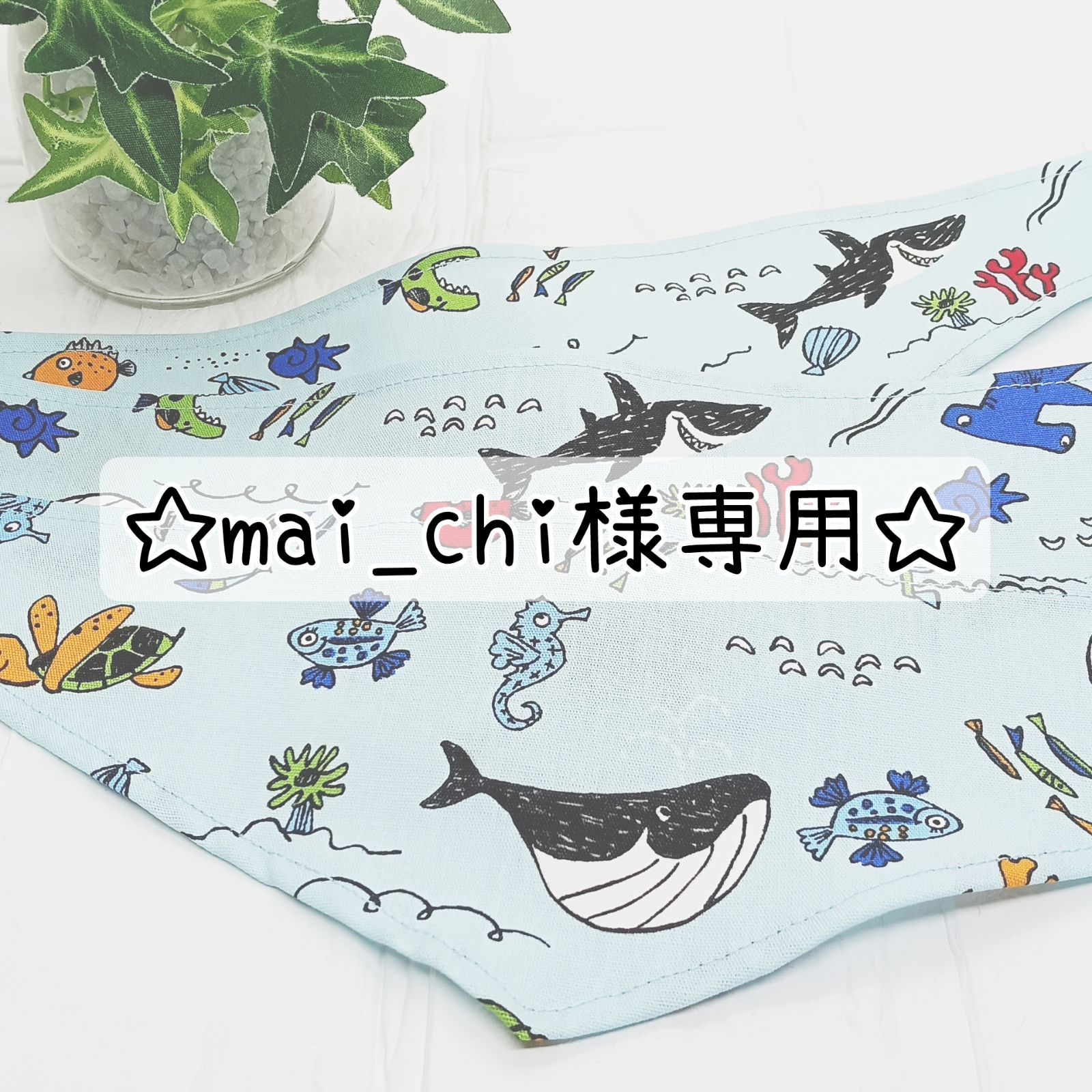 AL1092】ユッカ ロストラータ ユッカ ロストラータ 222 送料無料