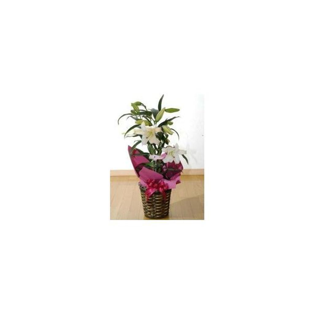 【母の日用フラワーギフト】ユリ　カサブランカ　鉢植え　7号カゴ付