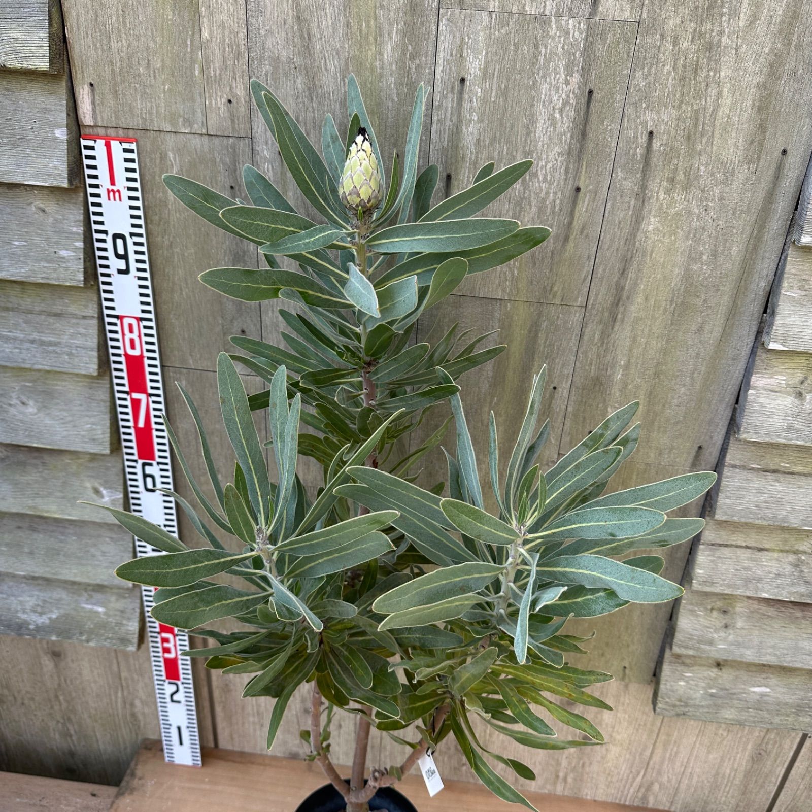 プロテア クリームミンク　4 プロテア：クリームミンク 6号鉢植え[オージープランツ] 現品】④