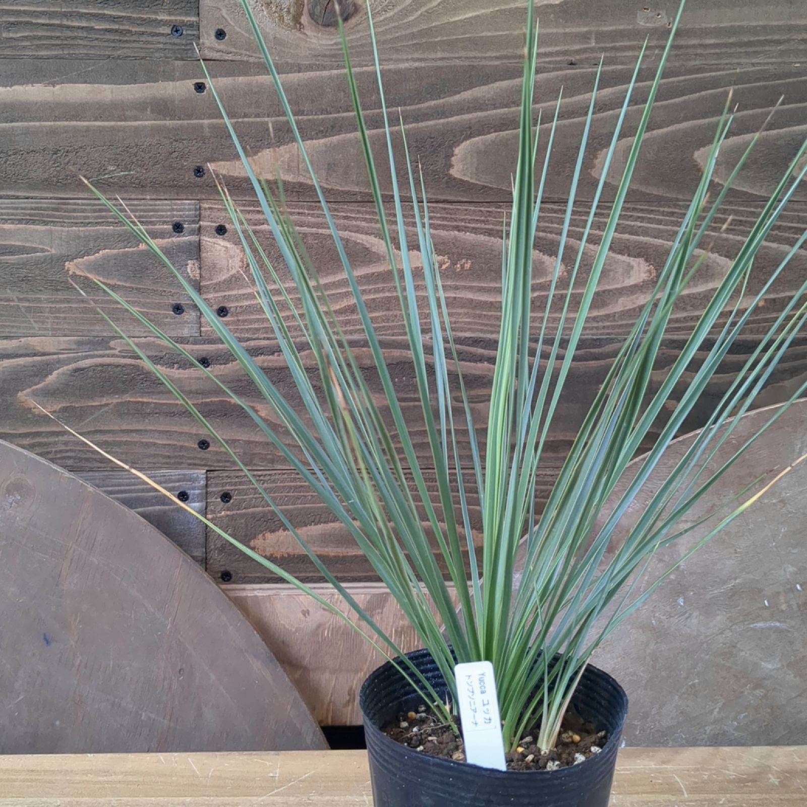 ユッカ トンプソニアーナ （レア種 Yucca Thompsoniana ユッカ