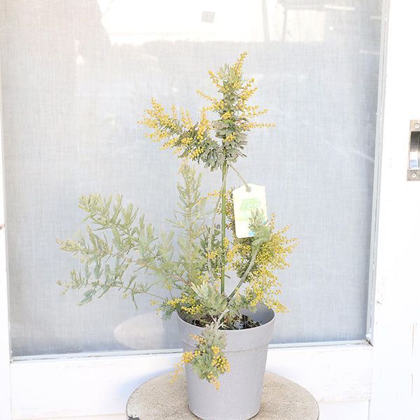 常緑苗木 ミモザ アカシア 花芽付き 5号 高さ50cm 花木 庭 玄関