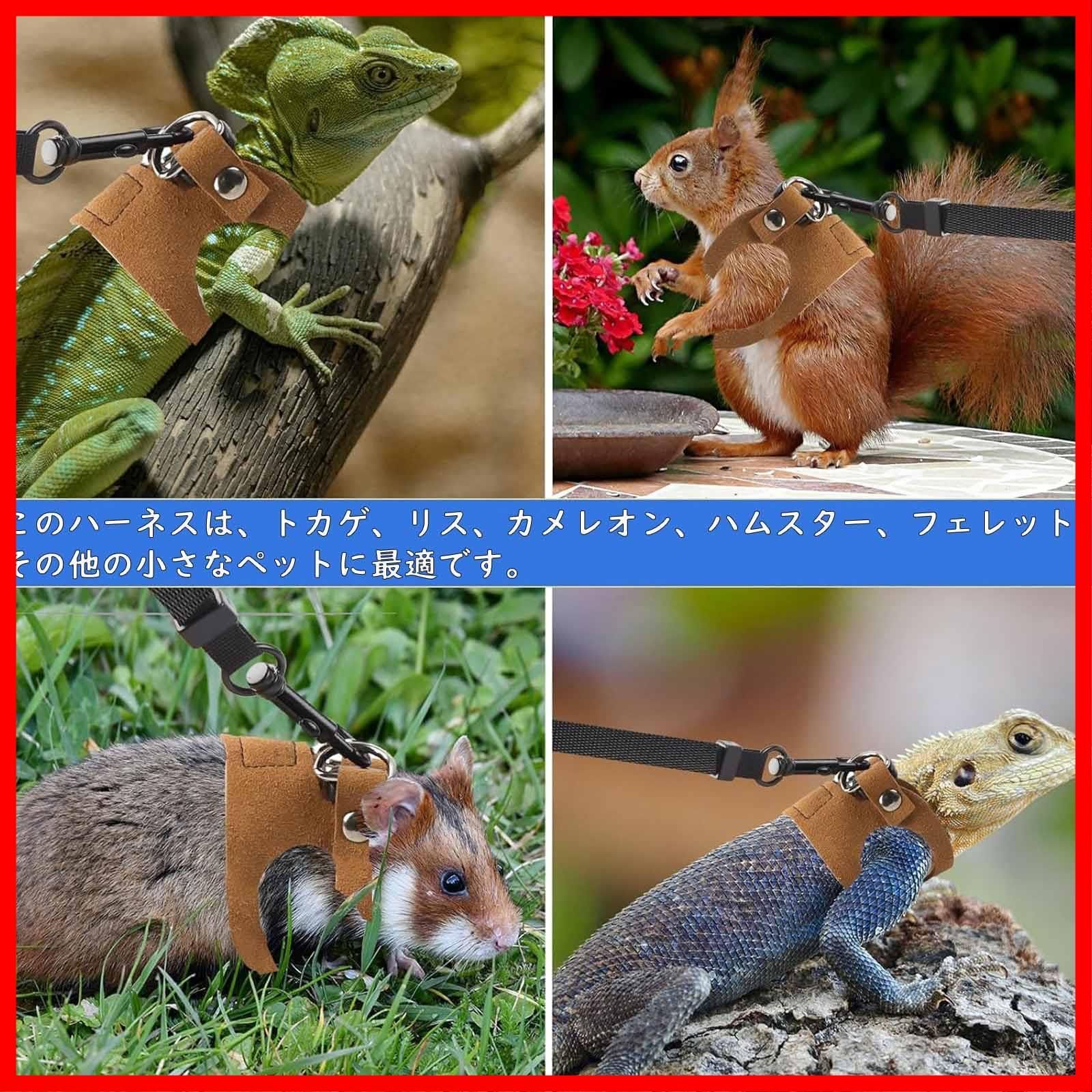 小動物、爬虫類 🦎 ハイポゼロの両鼻エノキ！！😂 #GUNGNIRANIMALS#大阪 #爬虫類