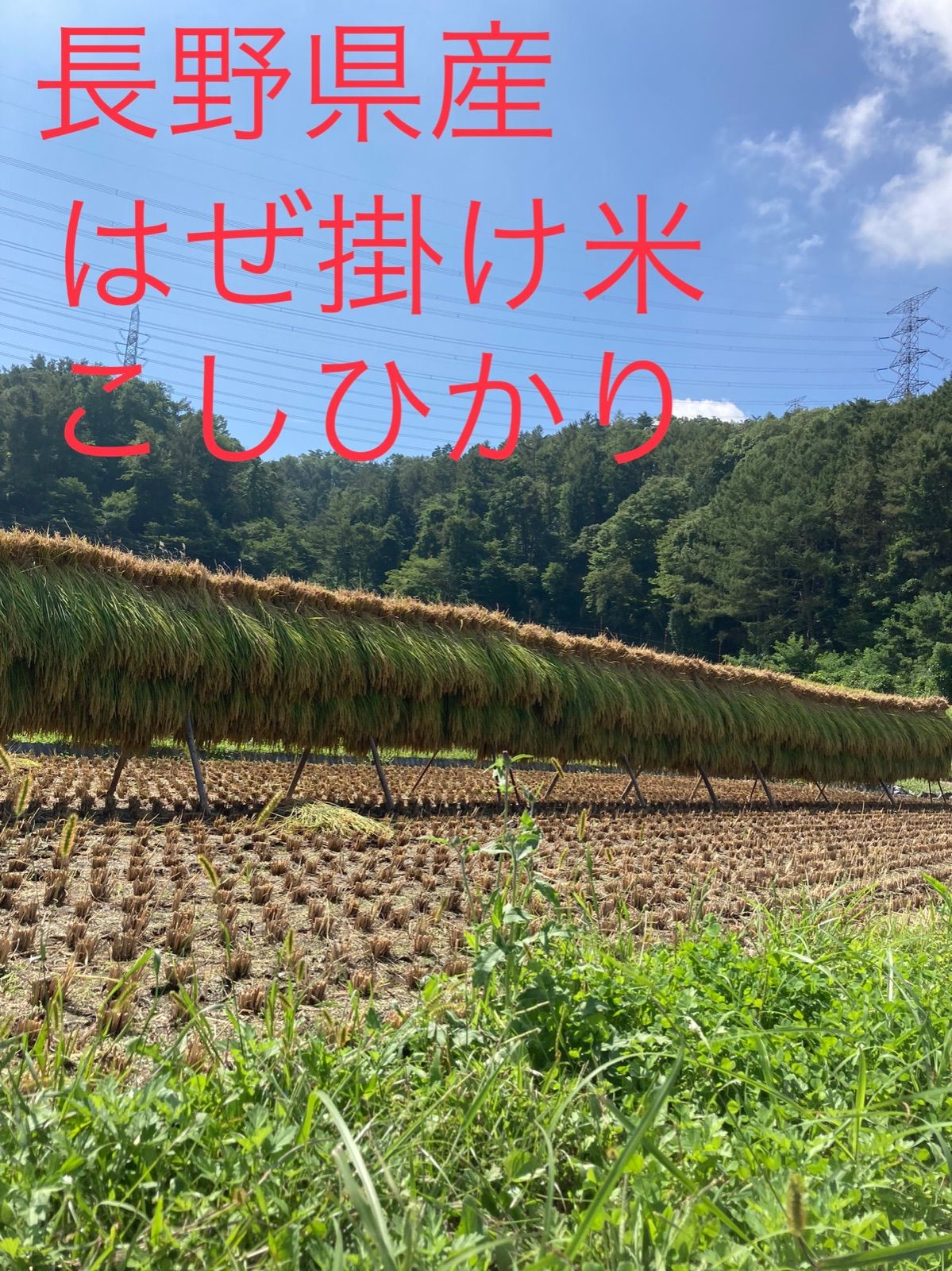 令和5年長野県筑北村産はぜかけ米コシヒカリ　10キロ　米