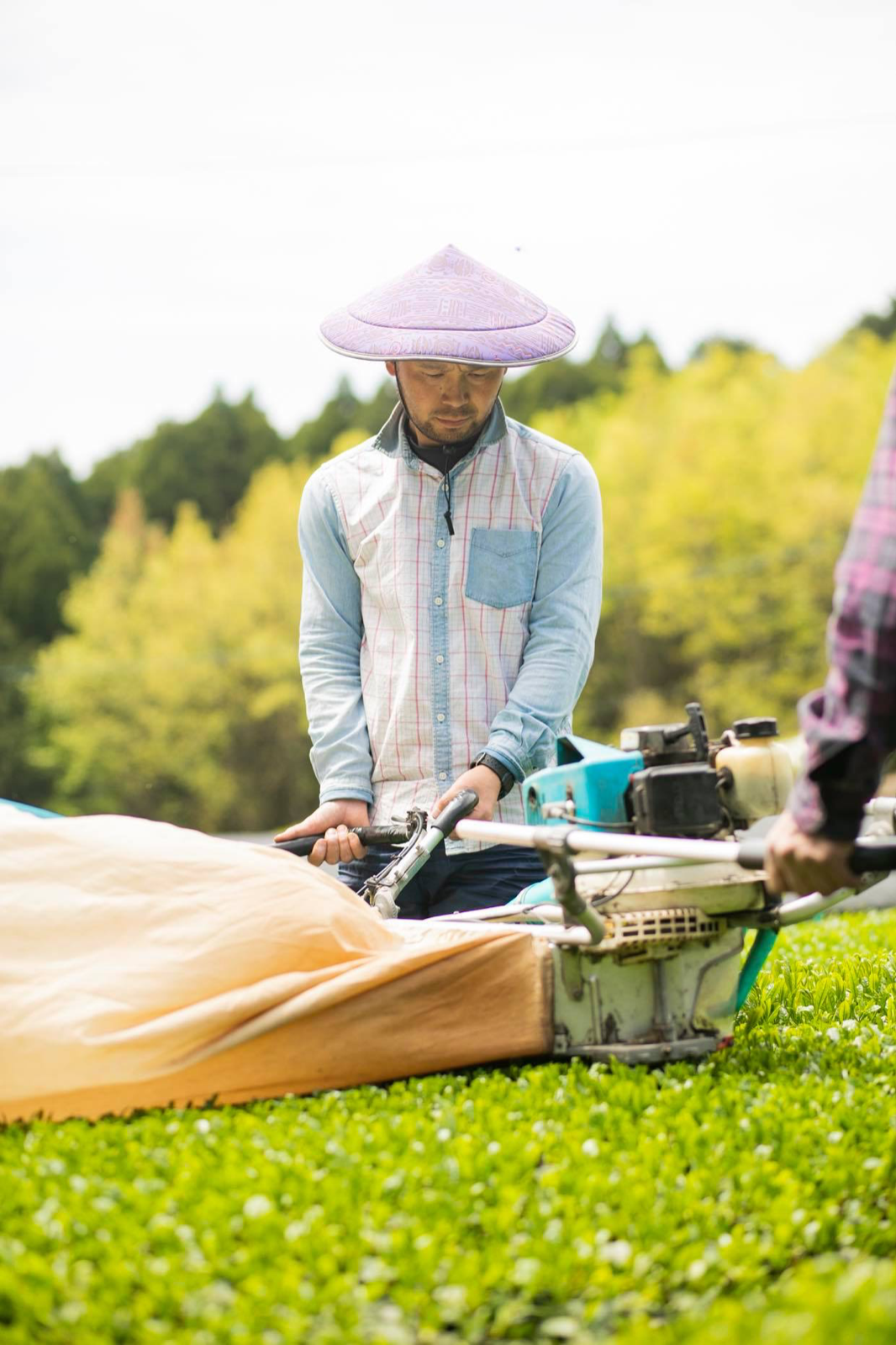 令和6年1番茶（新茶）　農薬不使用　そのぎ玉緑茶　オリジナルブレンド