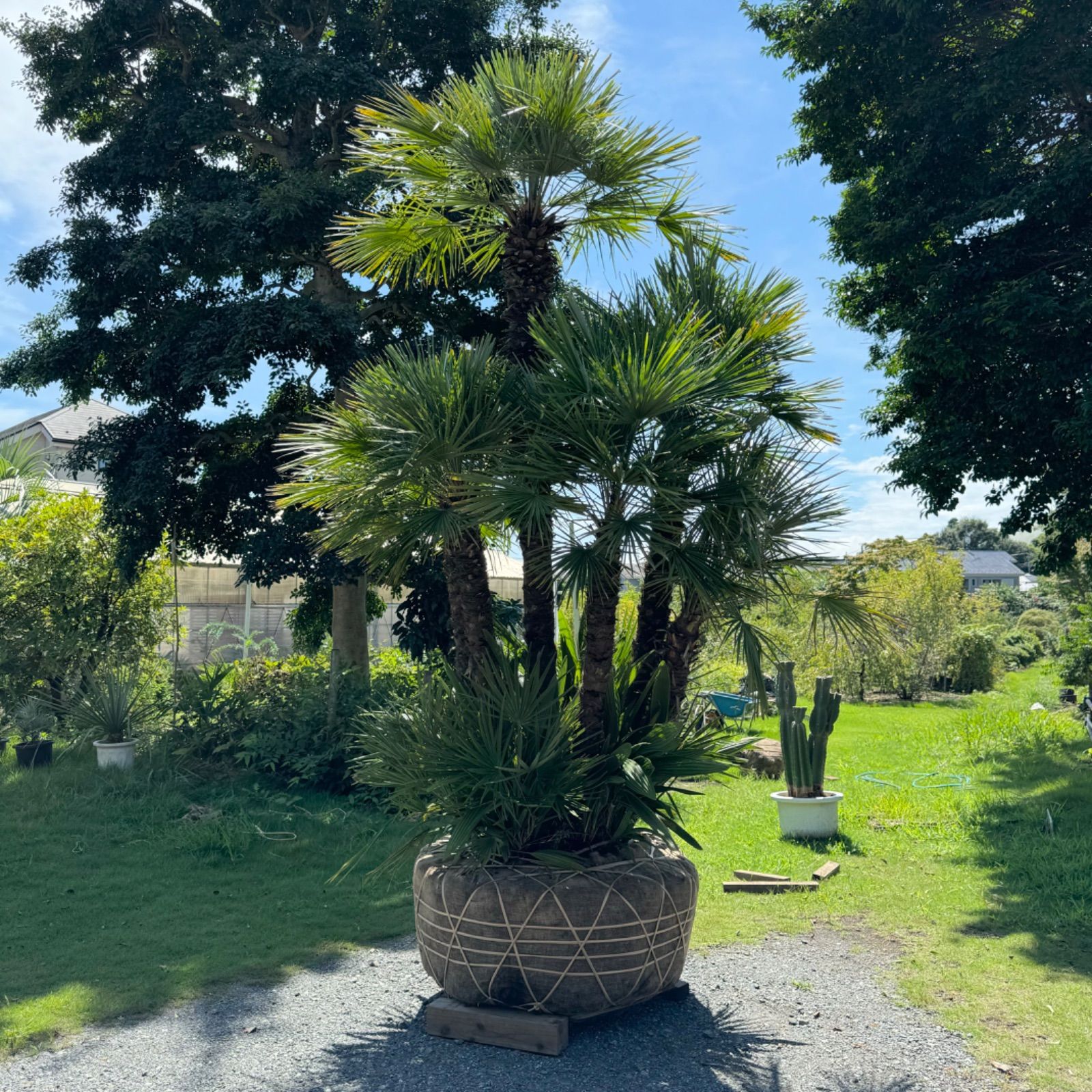 極上】チャメロプス チャメロップス - メルカリ