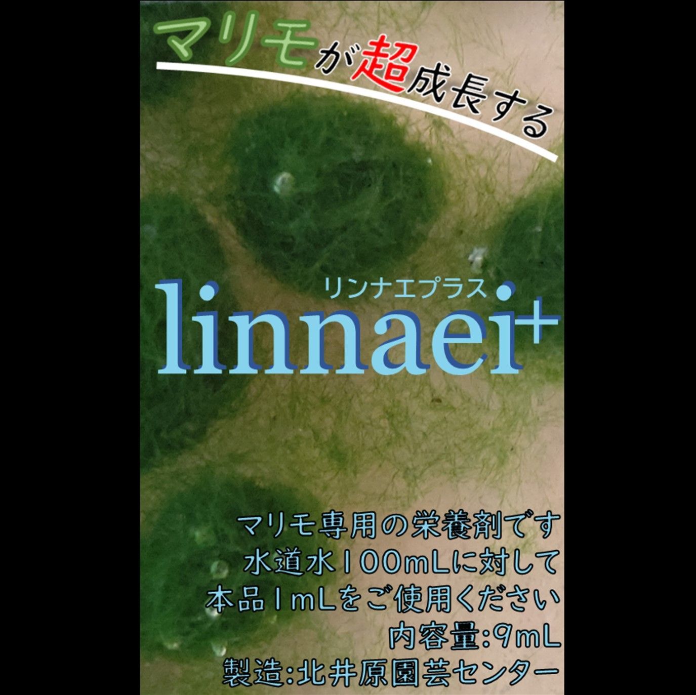 国産まりも１.5cm 5個 linnaei+(マリモの栄養剤)付き 無農薬 - 雑貨屋