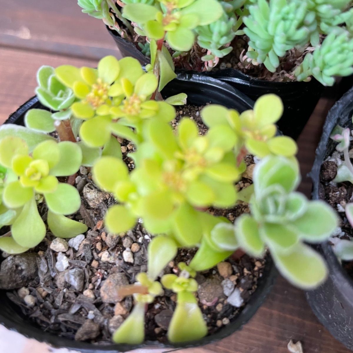 多肉植物 セダム抜き苗 6センチポット 4個プラス1個お楽しみ♡ネコポス